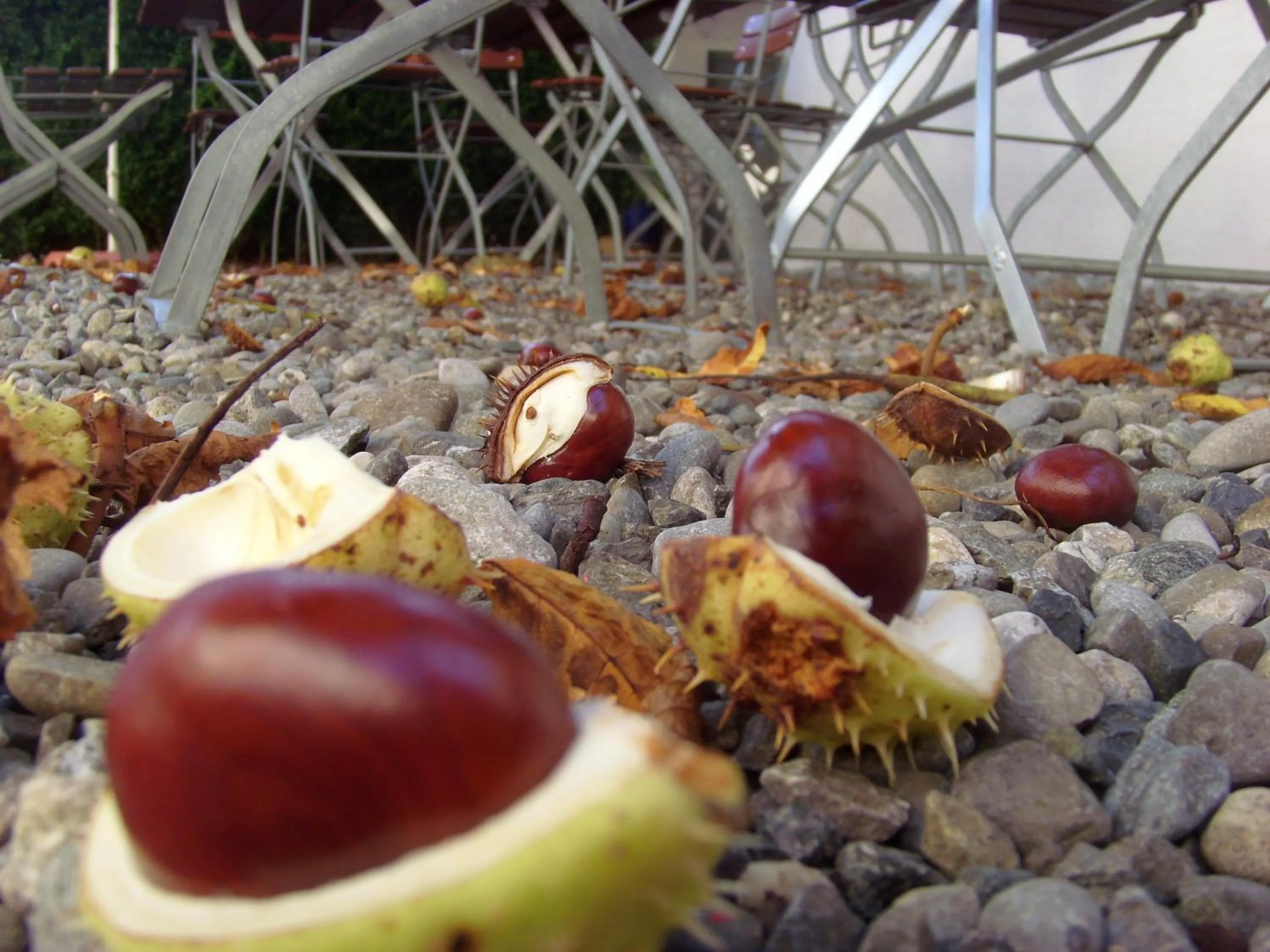 Balcony/Terrace in Hotel & Restaurant Engel