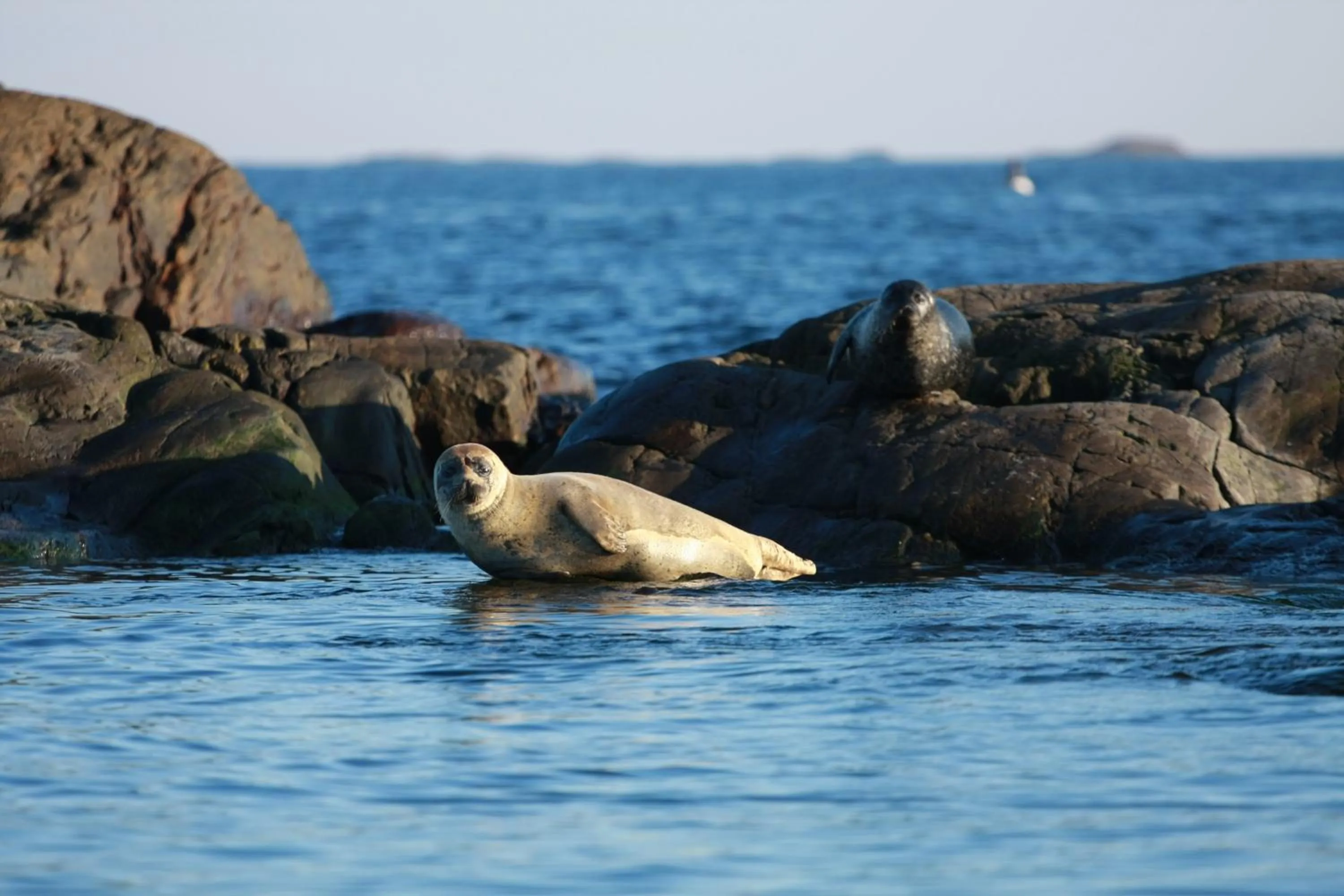 Natural landscape in Hav & Logi Skärhamn