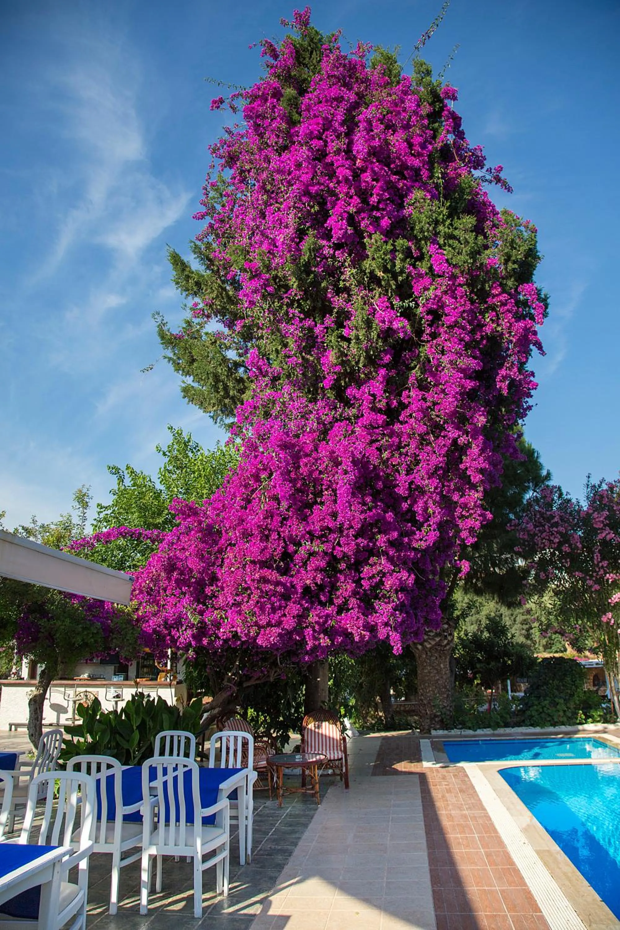 Day, Patio/Outdoor Area in Club Antiphellos