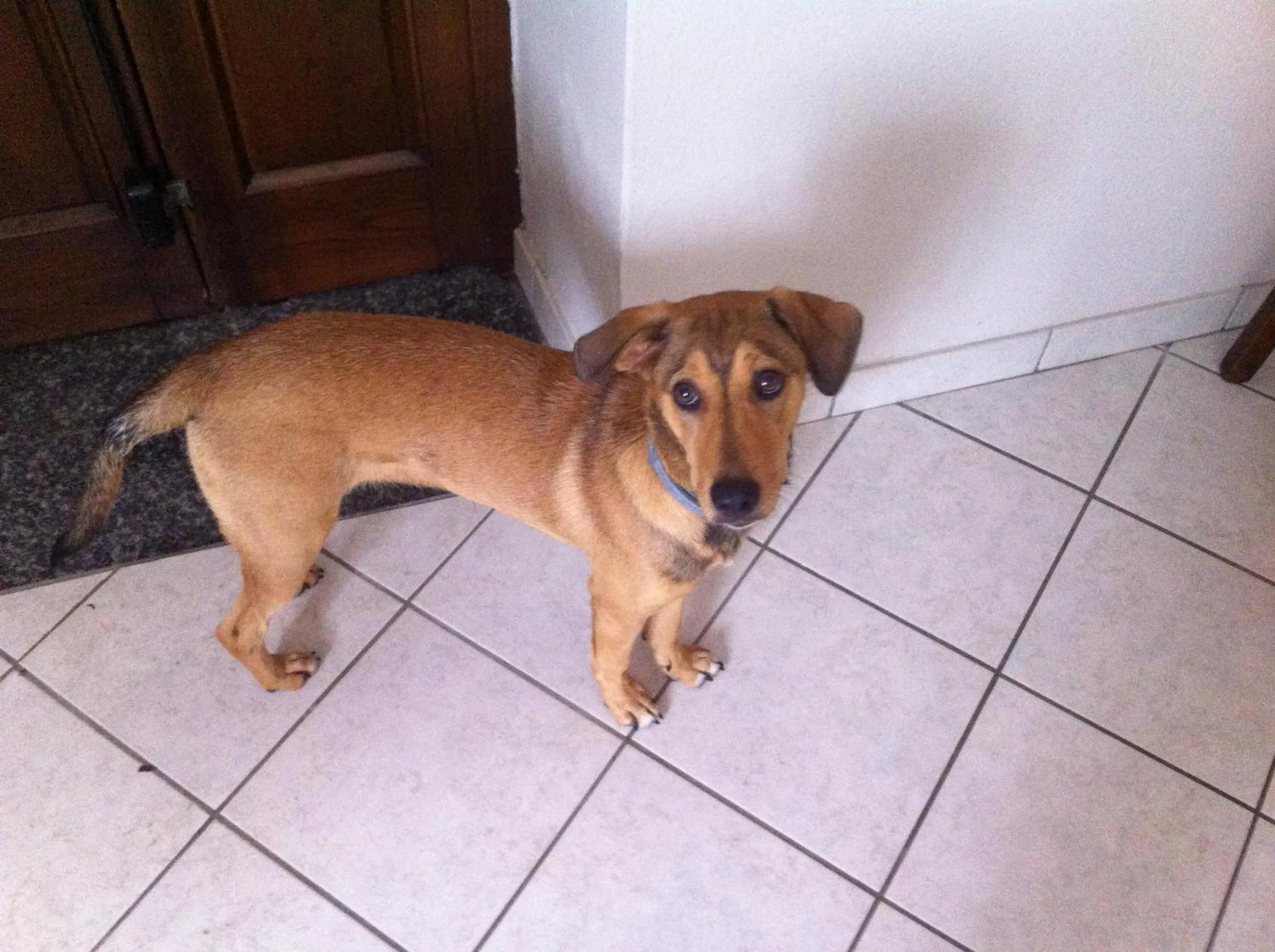 Pets in Ristorante Albergo 'l Bunet