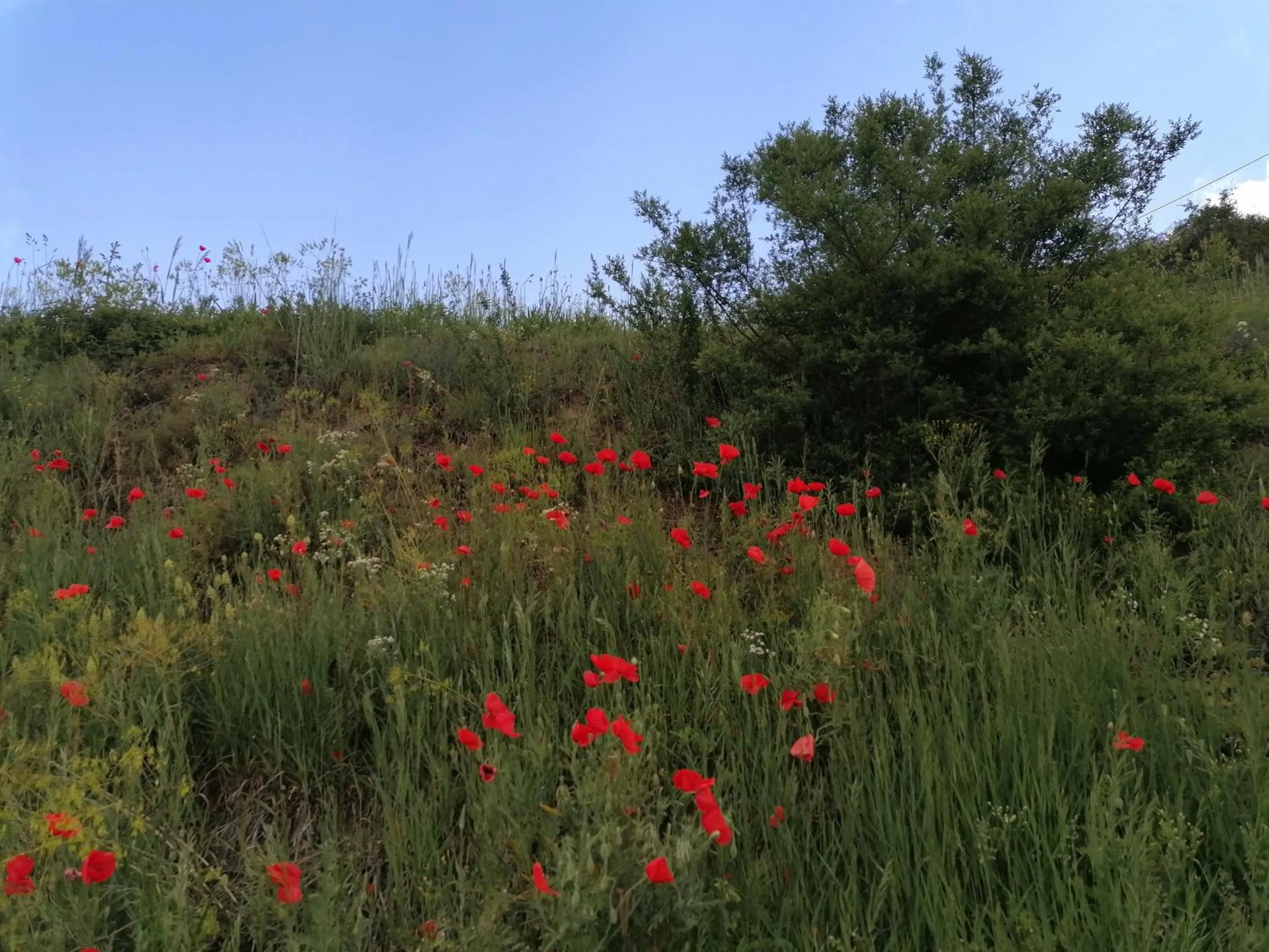 Hotel-Restaurant Rebstock