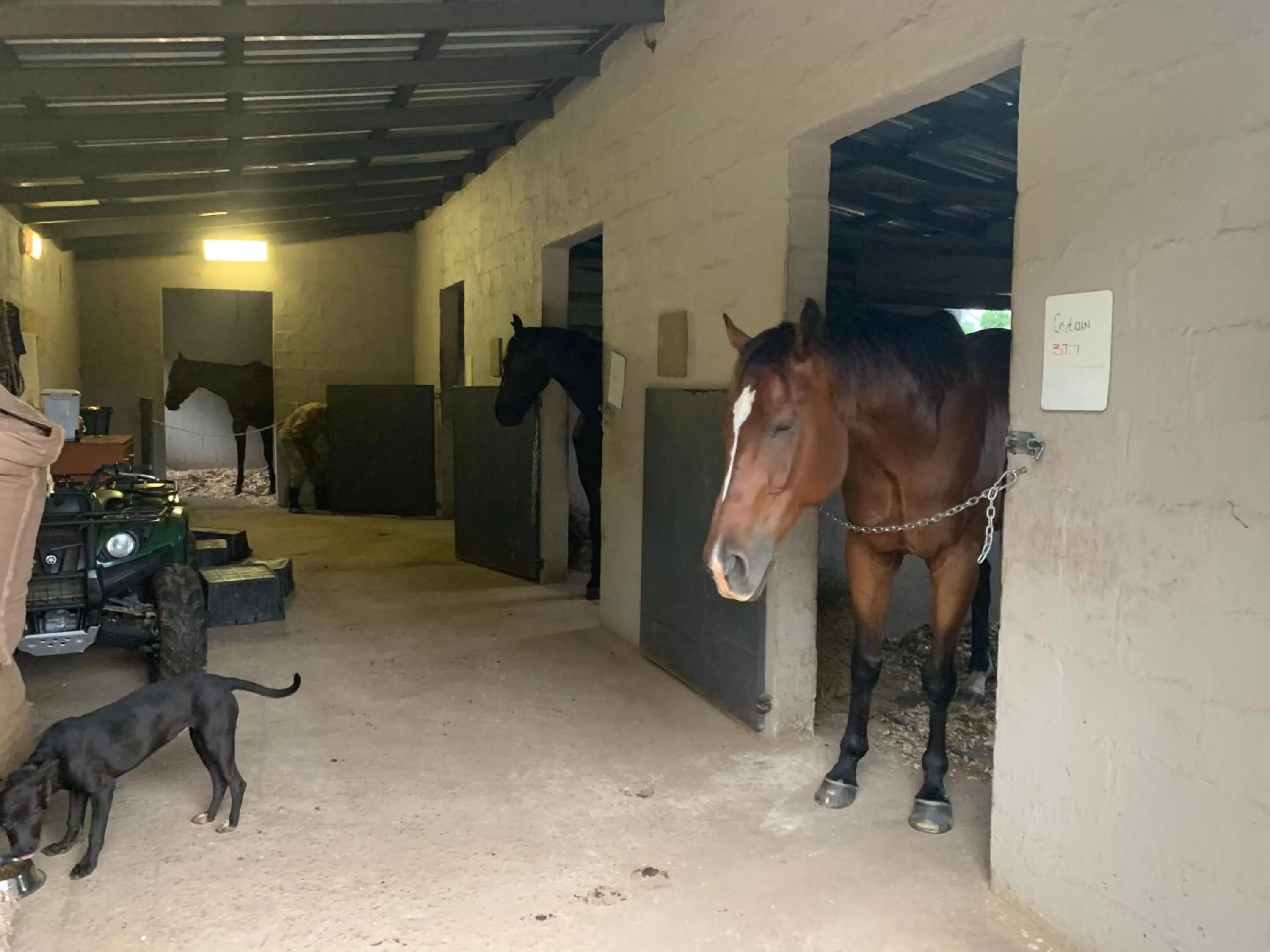 Animals in Cavalo Guesthouse & Equestrian Estate