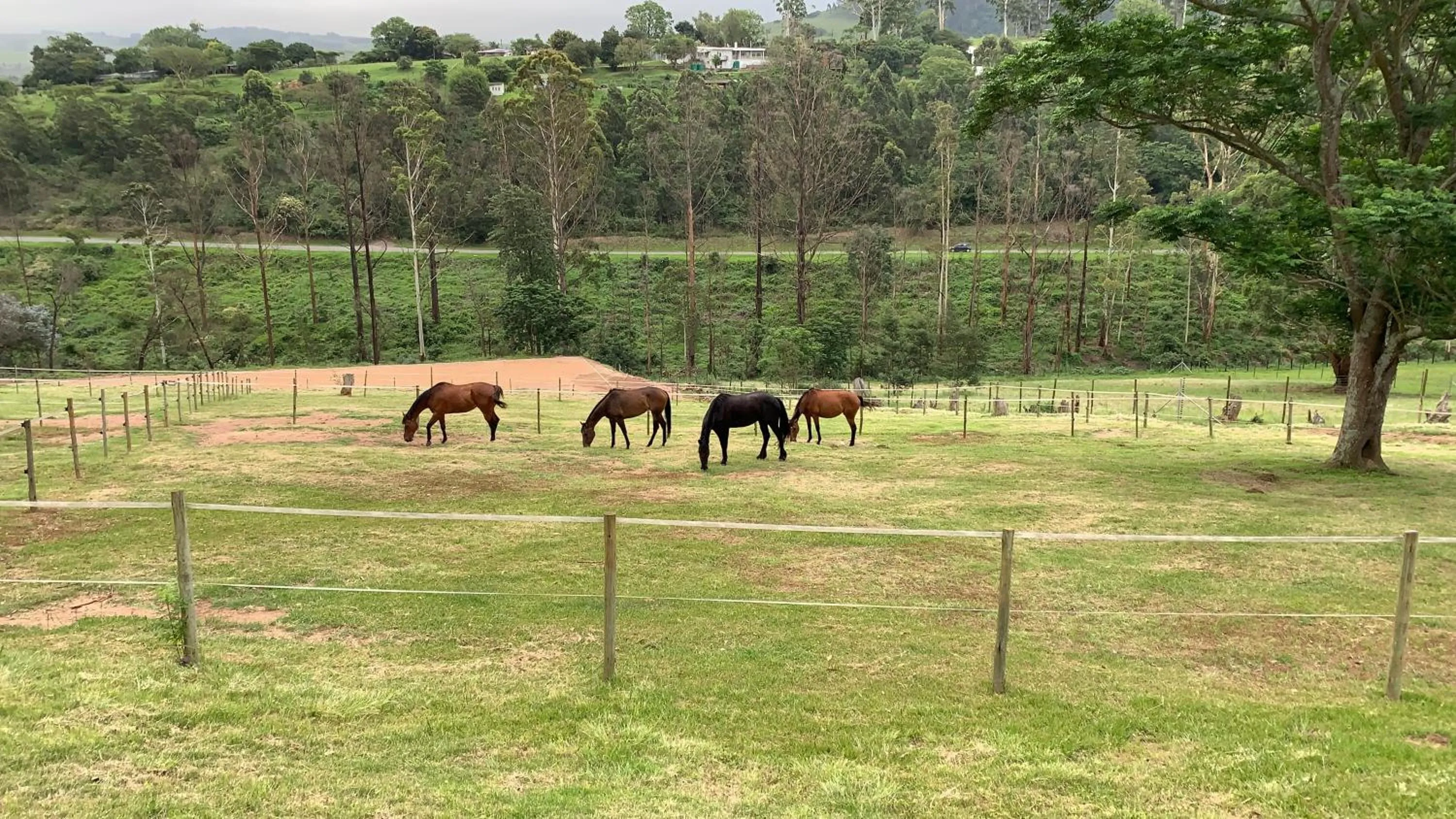 Horse-riding in Cavalo Guesthouse & Equestrian Estate