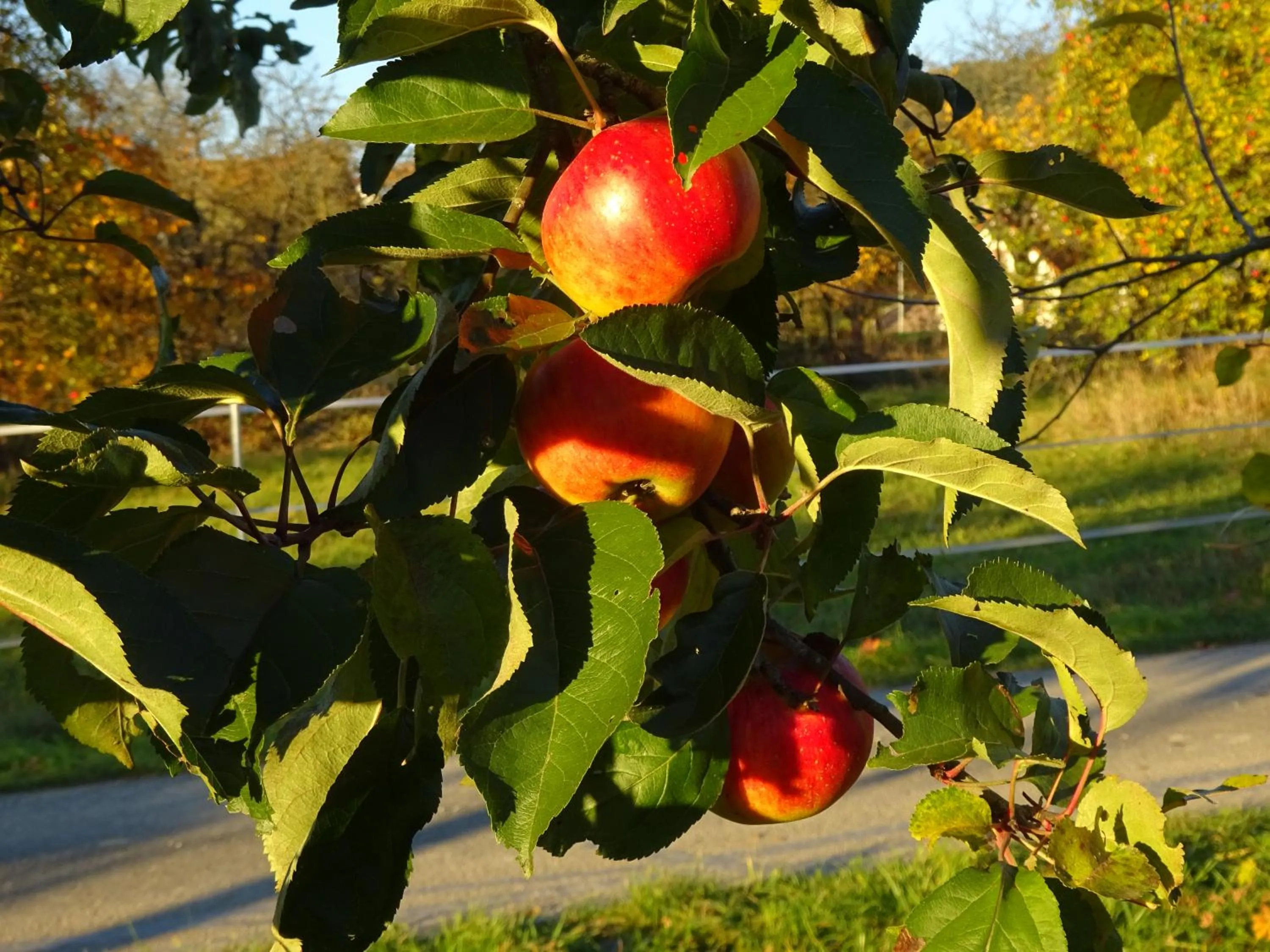 Natural landscape in Landgasthof Zehner