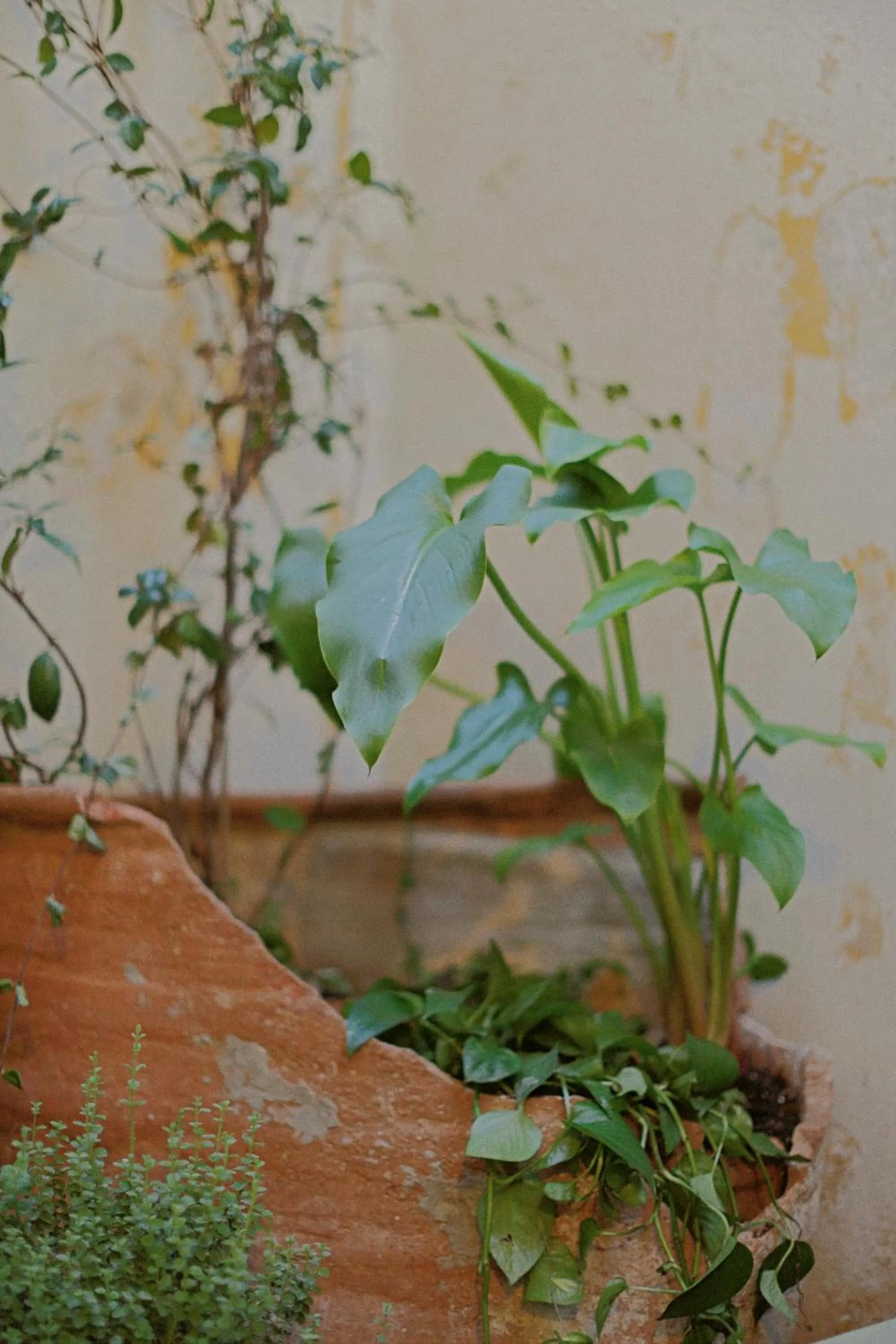Garden in Shila Athens