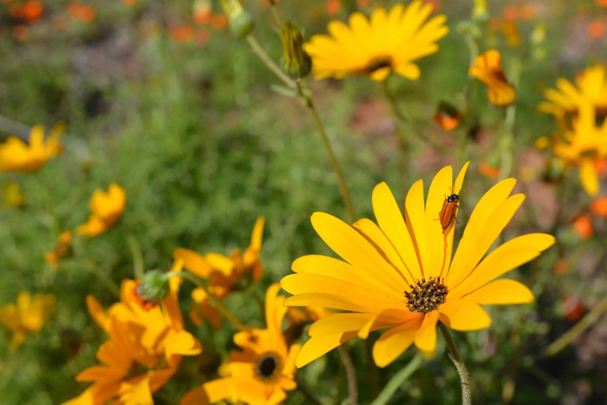 Natural landscape in Clanwilliam Hotel