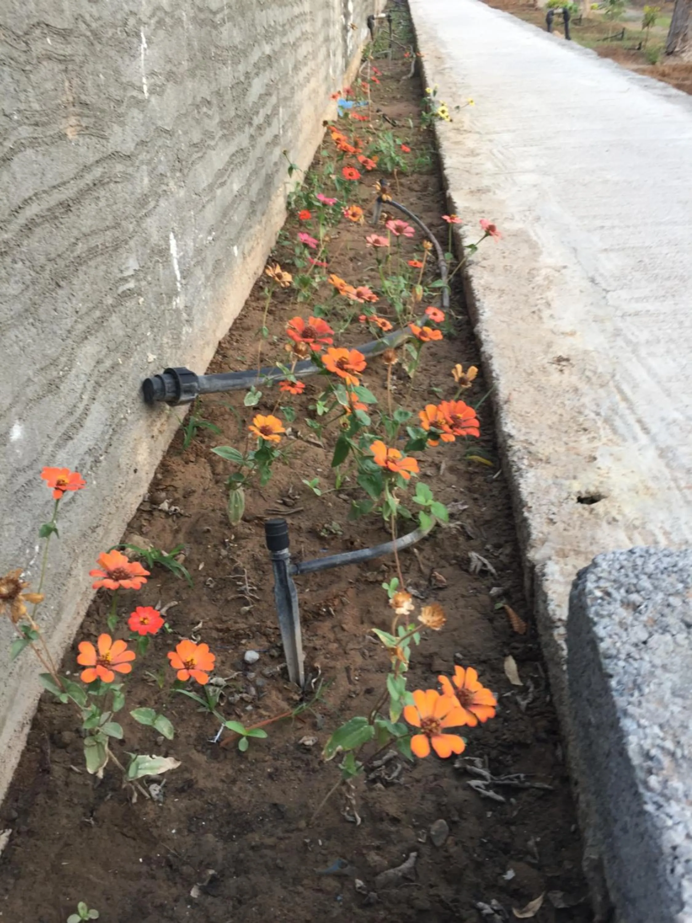 Garden in Oriental Nights Rest House