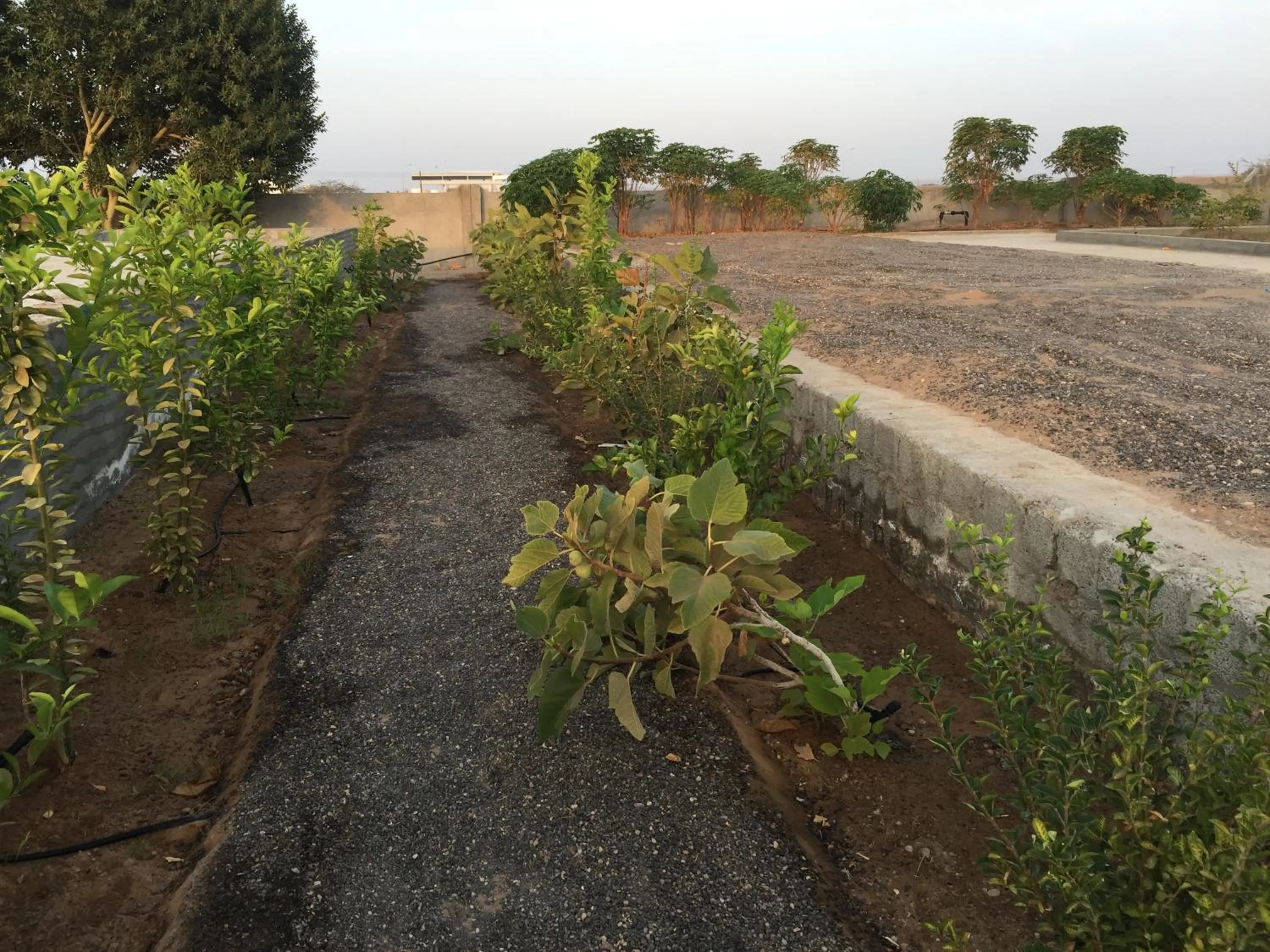 Garden in Oriental Nights Rest House