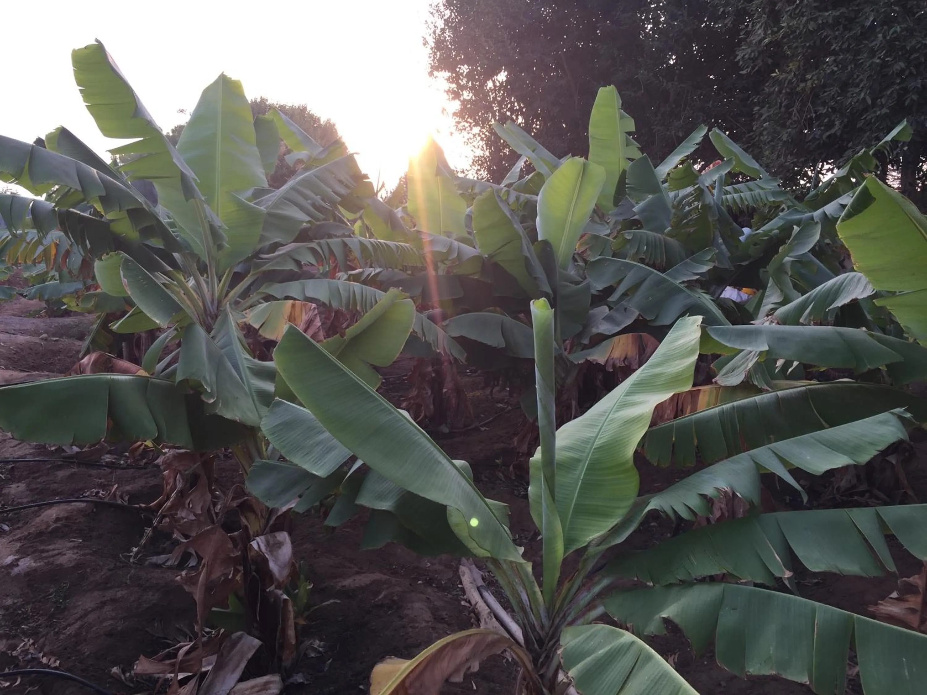 Garden in Oriental Nights Rest House