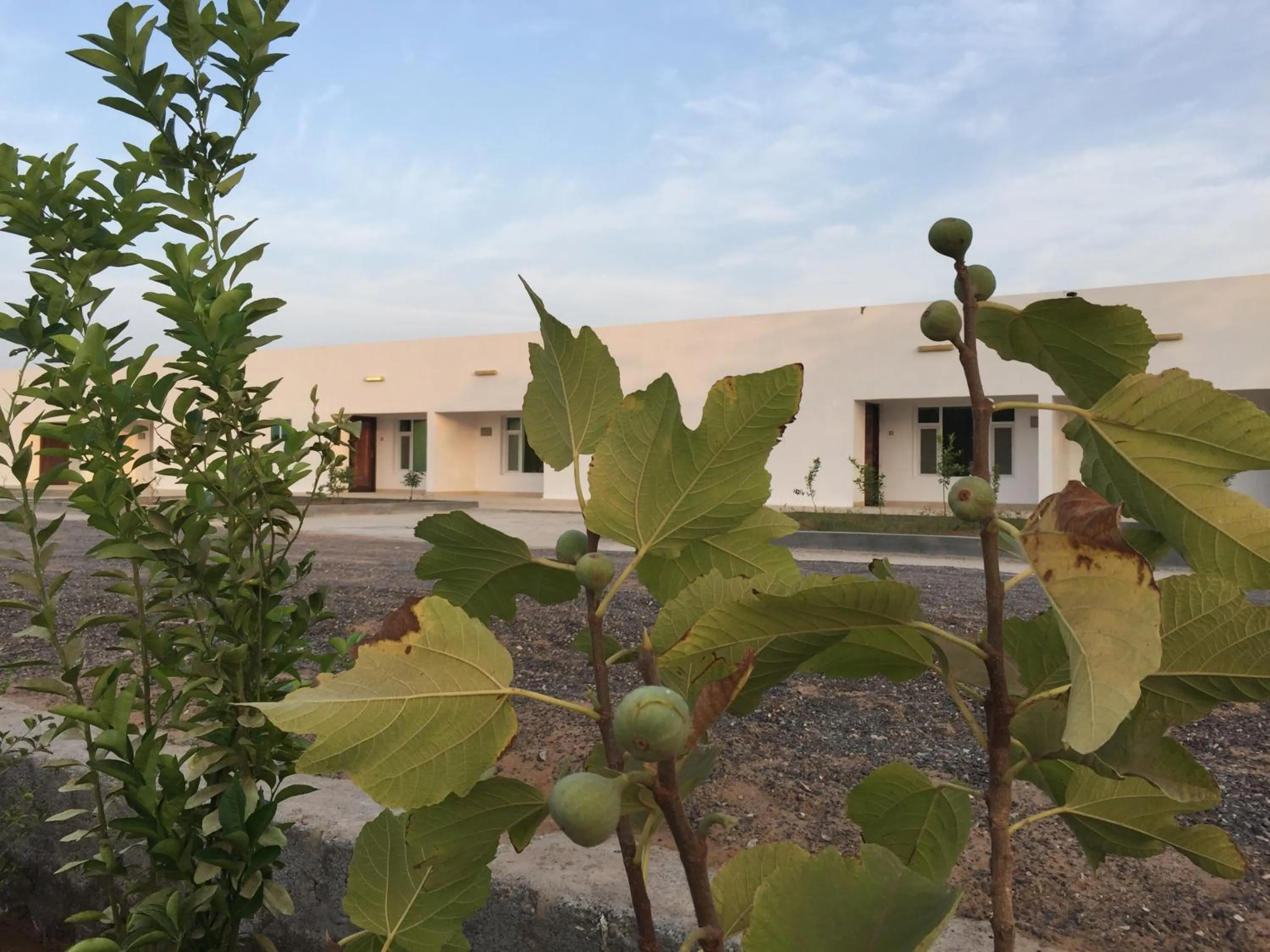 Garden in Oriental Nights Rest House