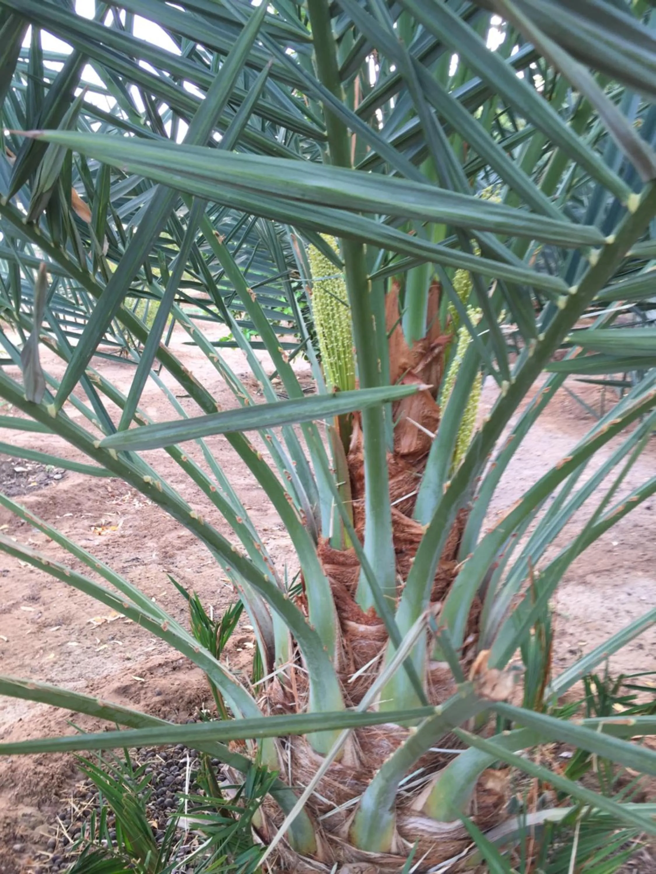 Garden in Oriental Nights Rest House