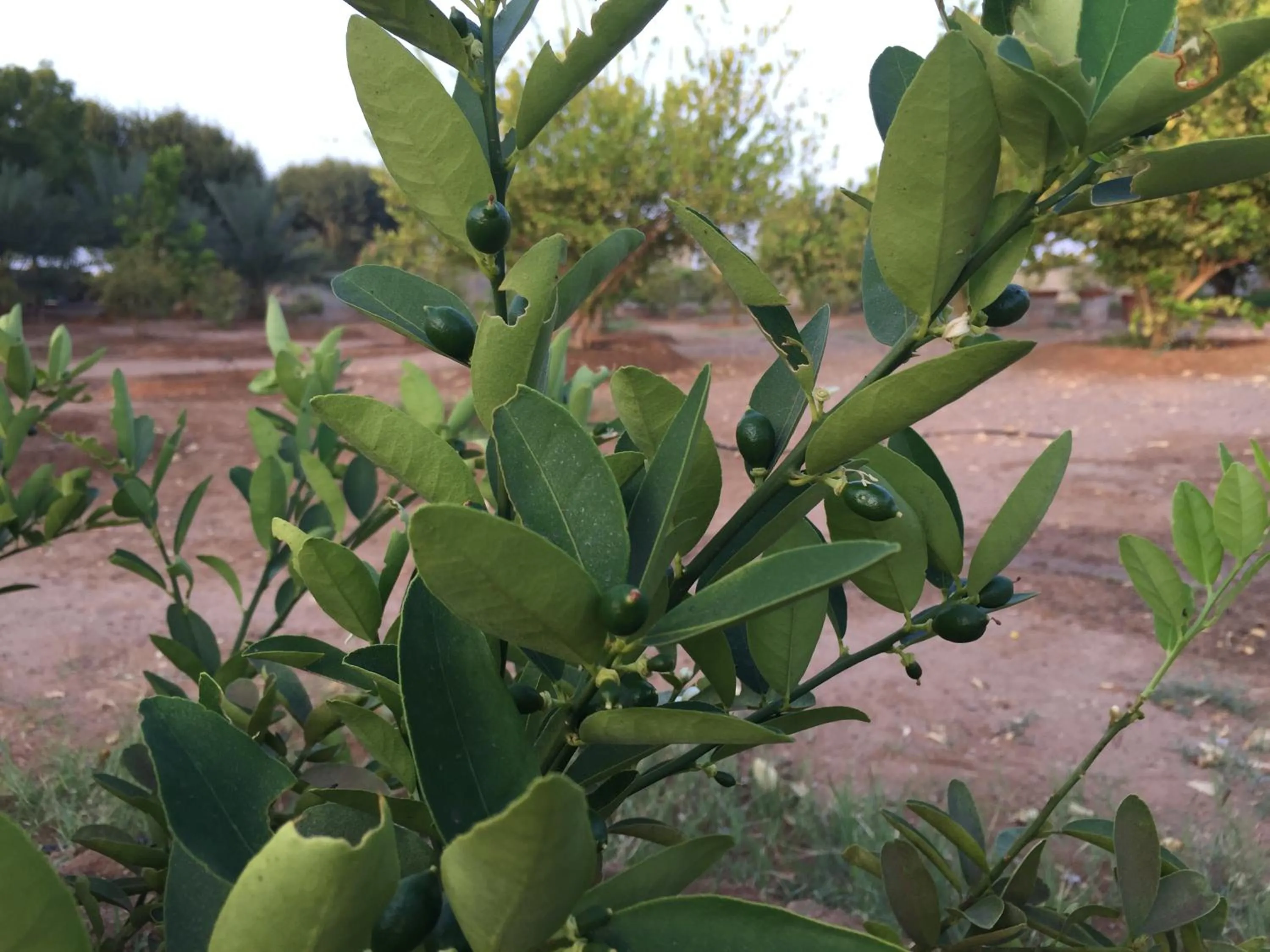 Garden in Oriental Nights Rest House
