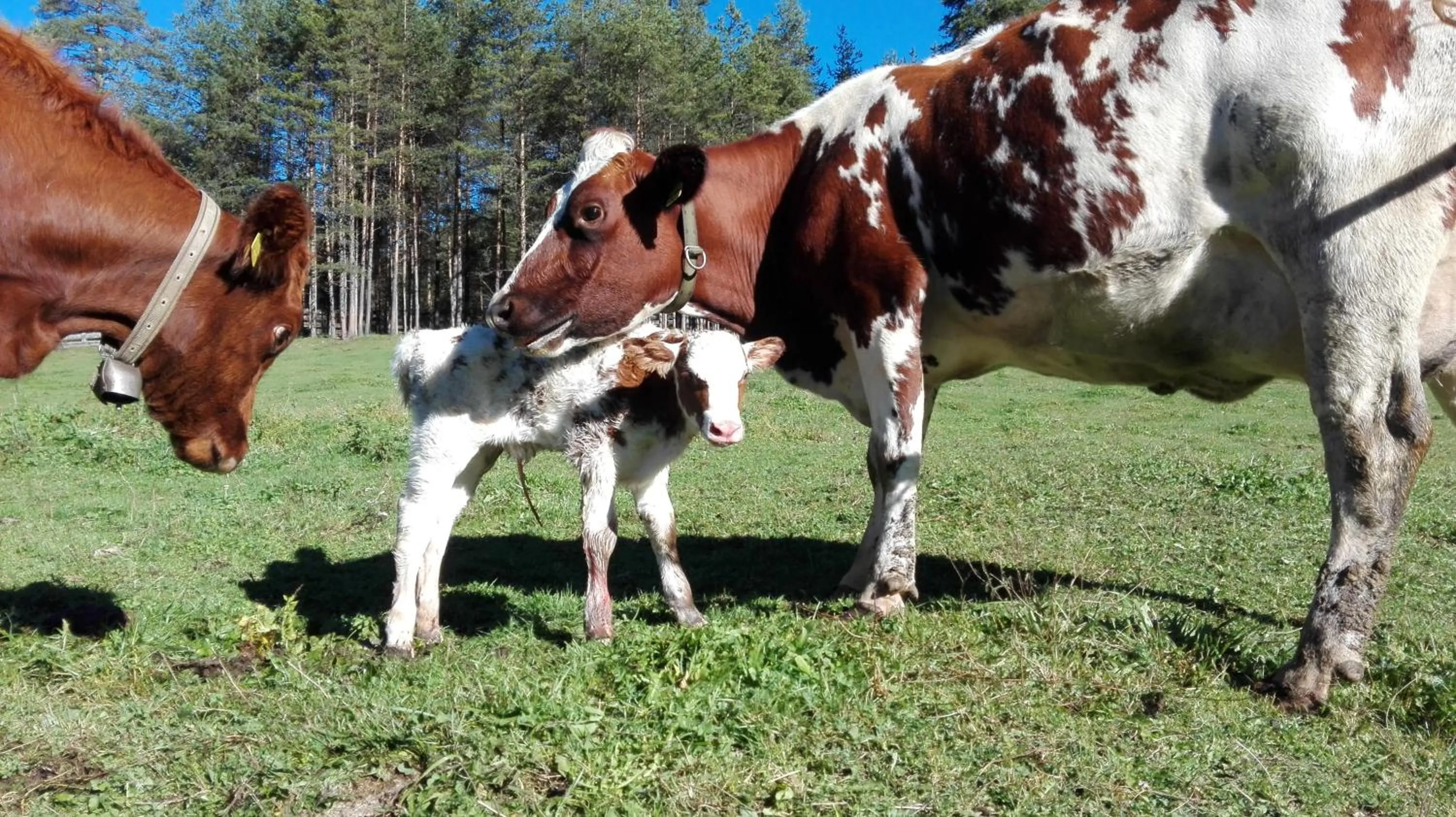 Animals in Garnì Iosc