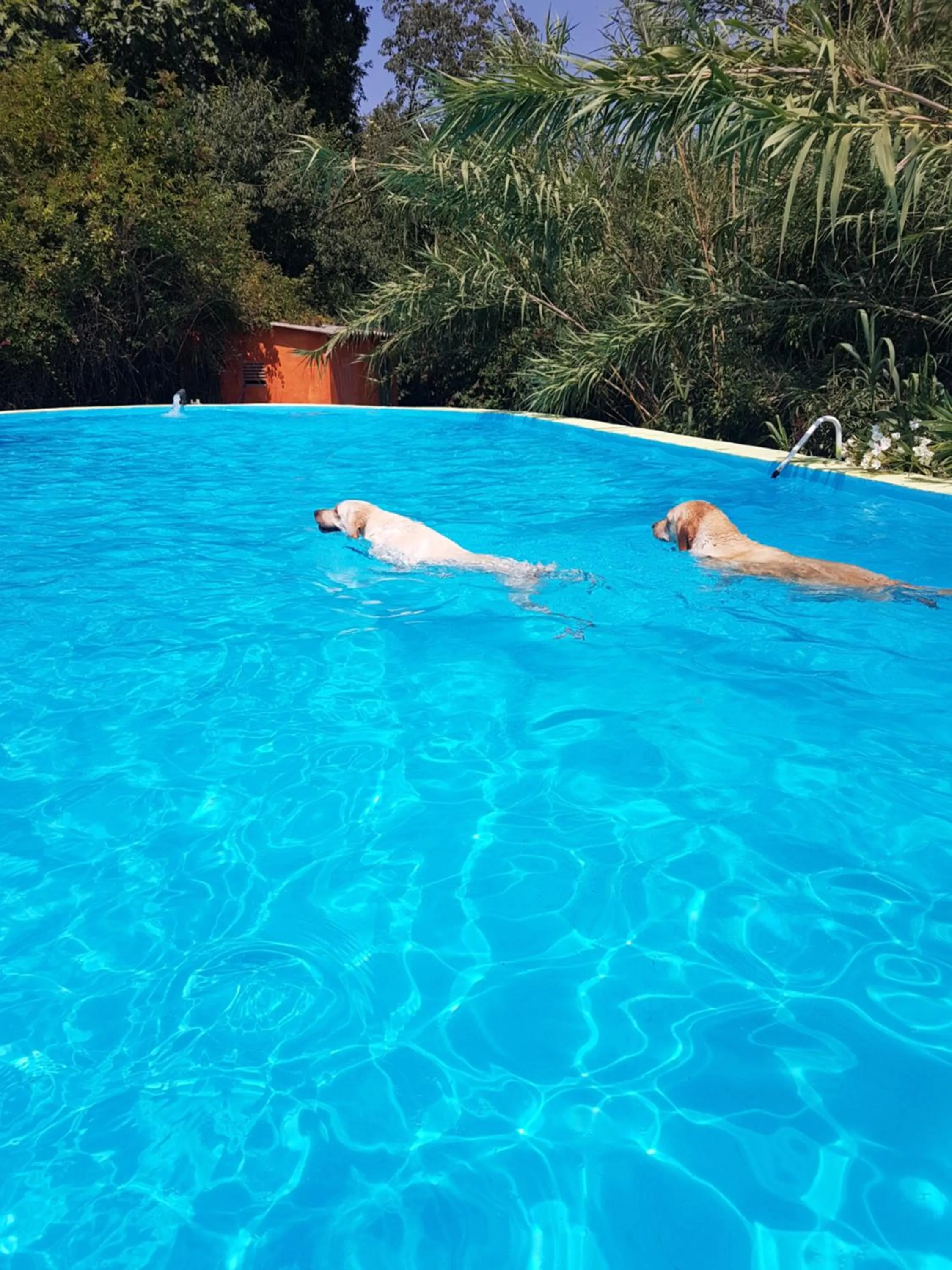 Swimming pool in Mas Torrencito Pet Friendly