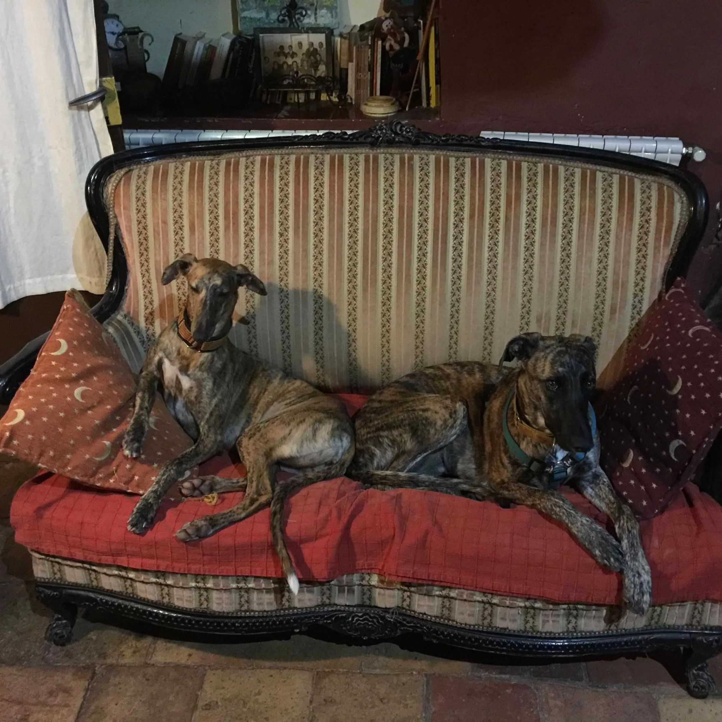 Pets in Mas Torrencito Pet Friendly