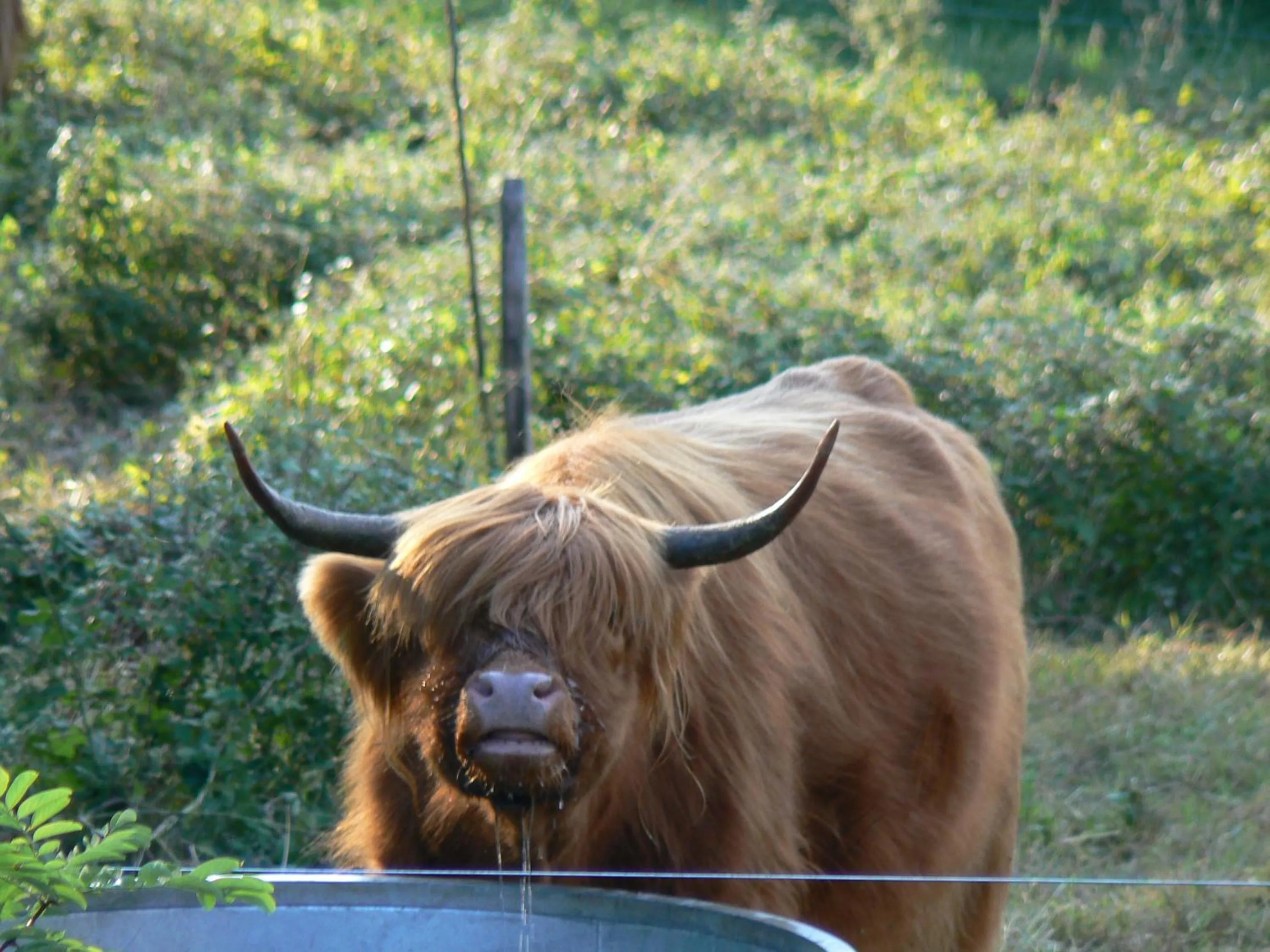 Animals in Le Grand Noyer