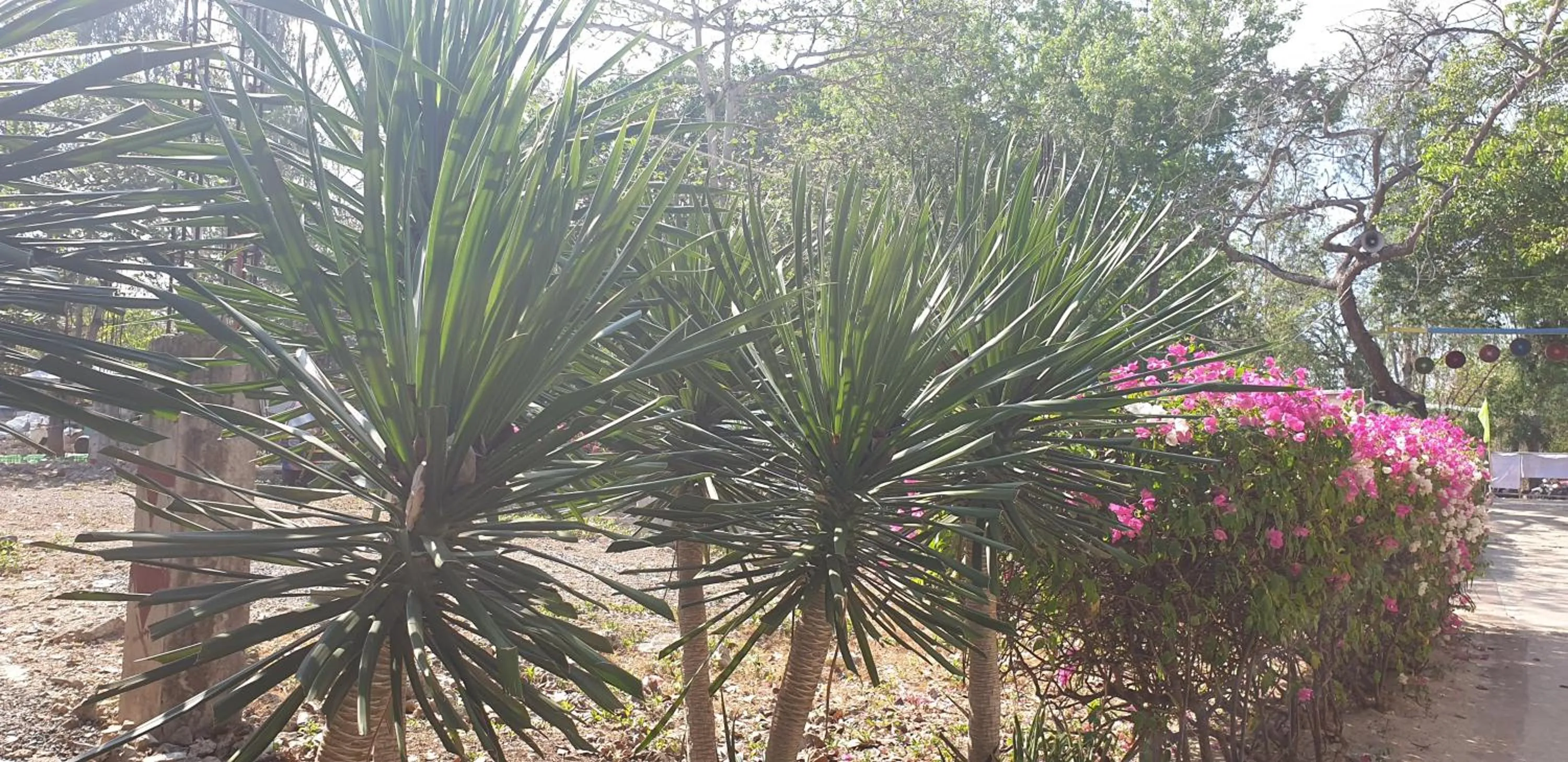 Mactan Newtown Condo with Garden and Ocean View 8NEWTOWN BLVD