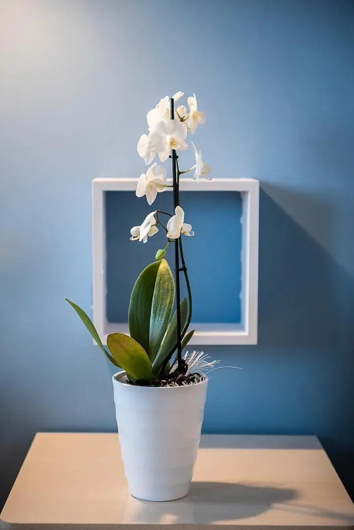 Double Room with Sea View in SCIUSCIA' Double Room with Sea View in SCIUSCIA'