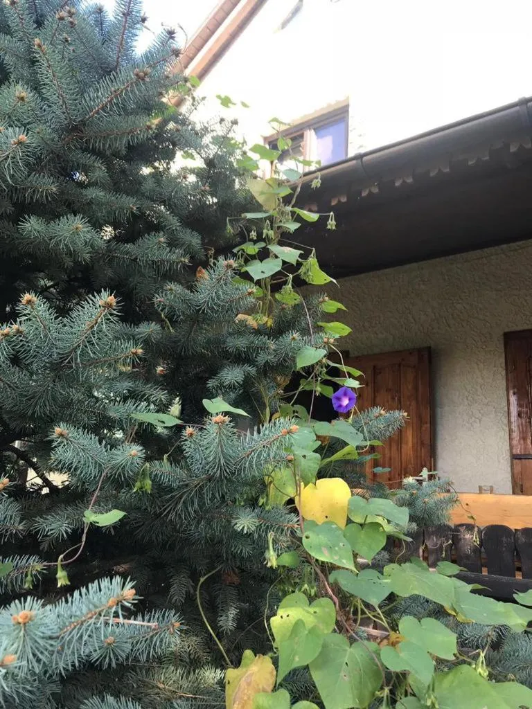 Green Villa