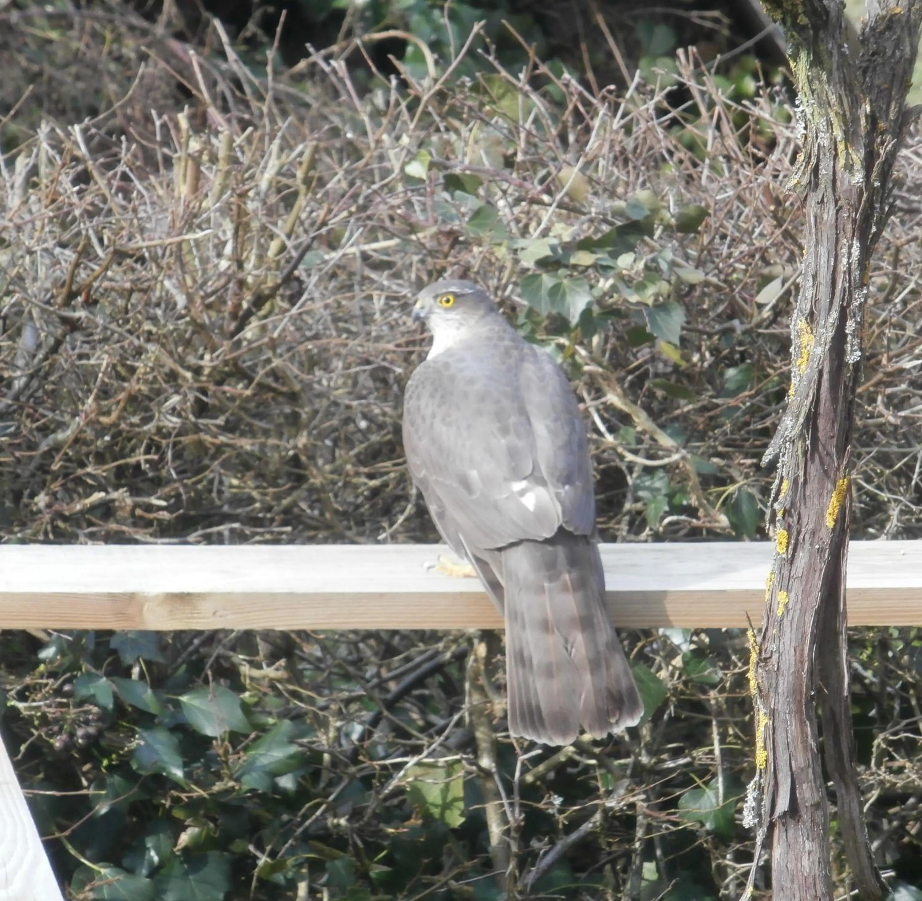 Animals in Chambre d'hôtes L'Ermite