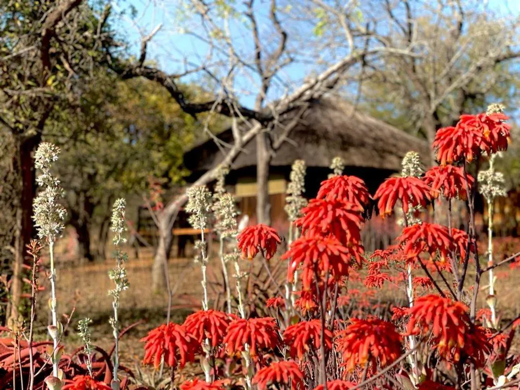 Shayamoya Tiger Fishing and Game Lodge