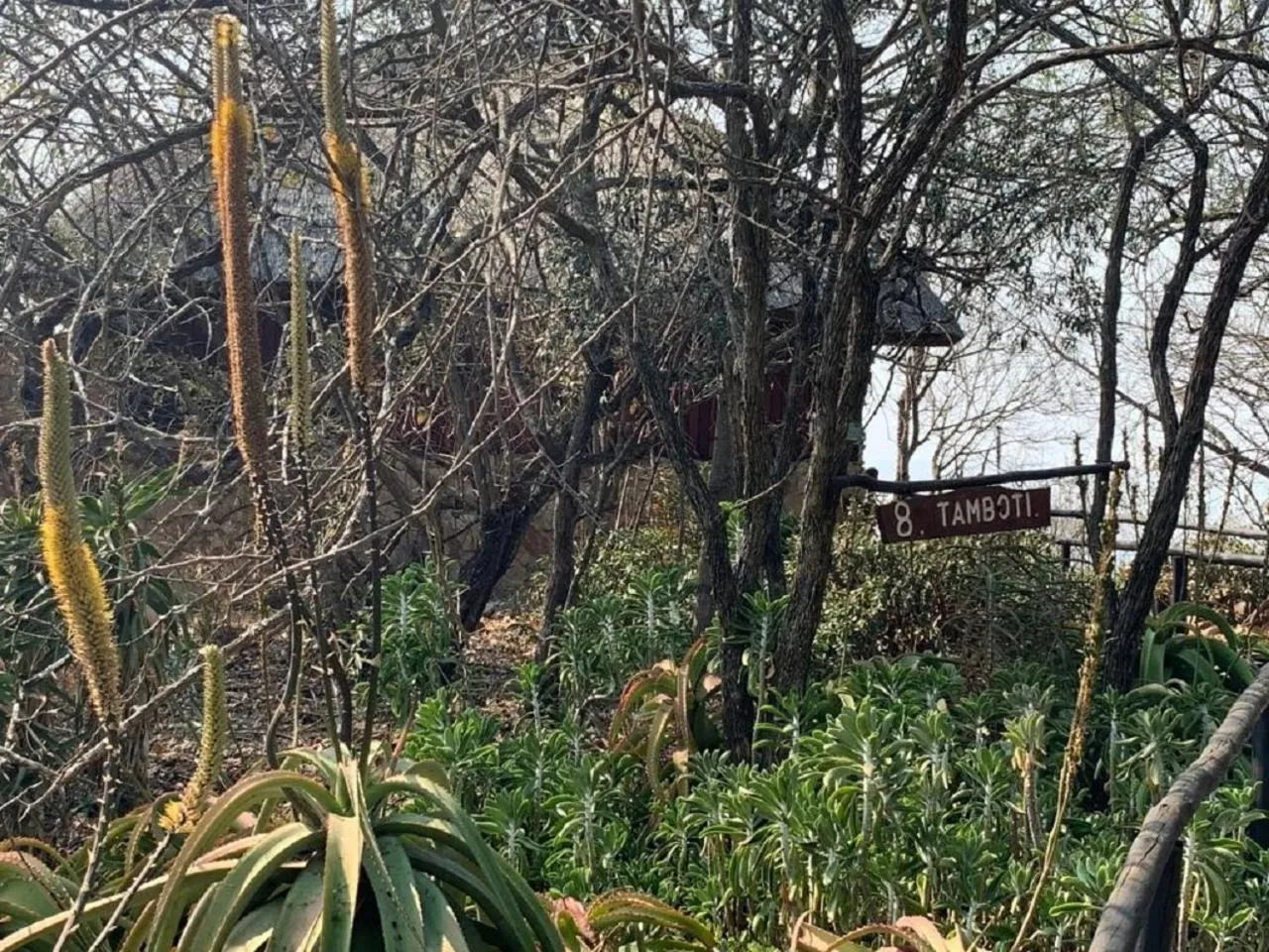 Garden in Shayamoya Tiger Fishing and Game Lodge