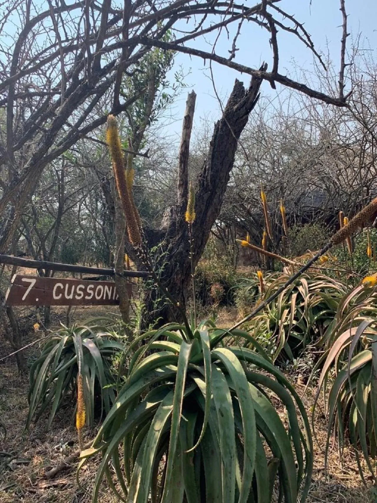 Natural landscape in Shayamoya Tiger Fishing and Game Lodge