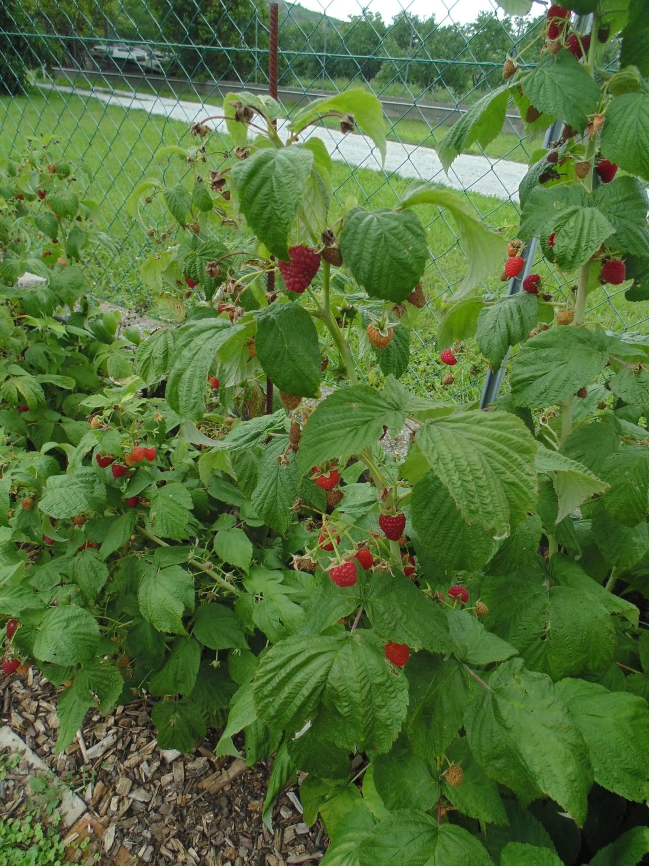 Garden in Schmankerl und Gast