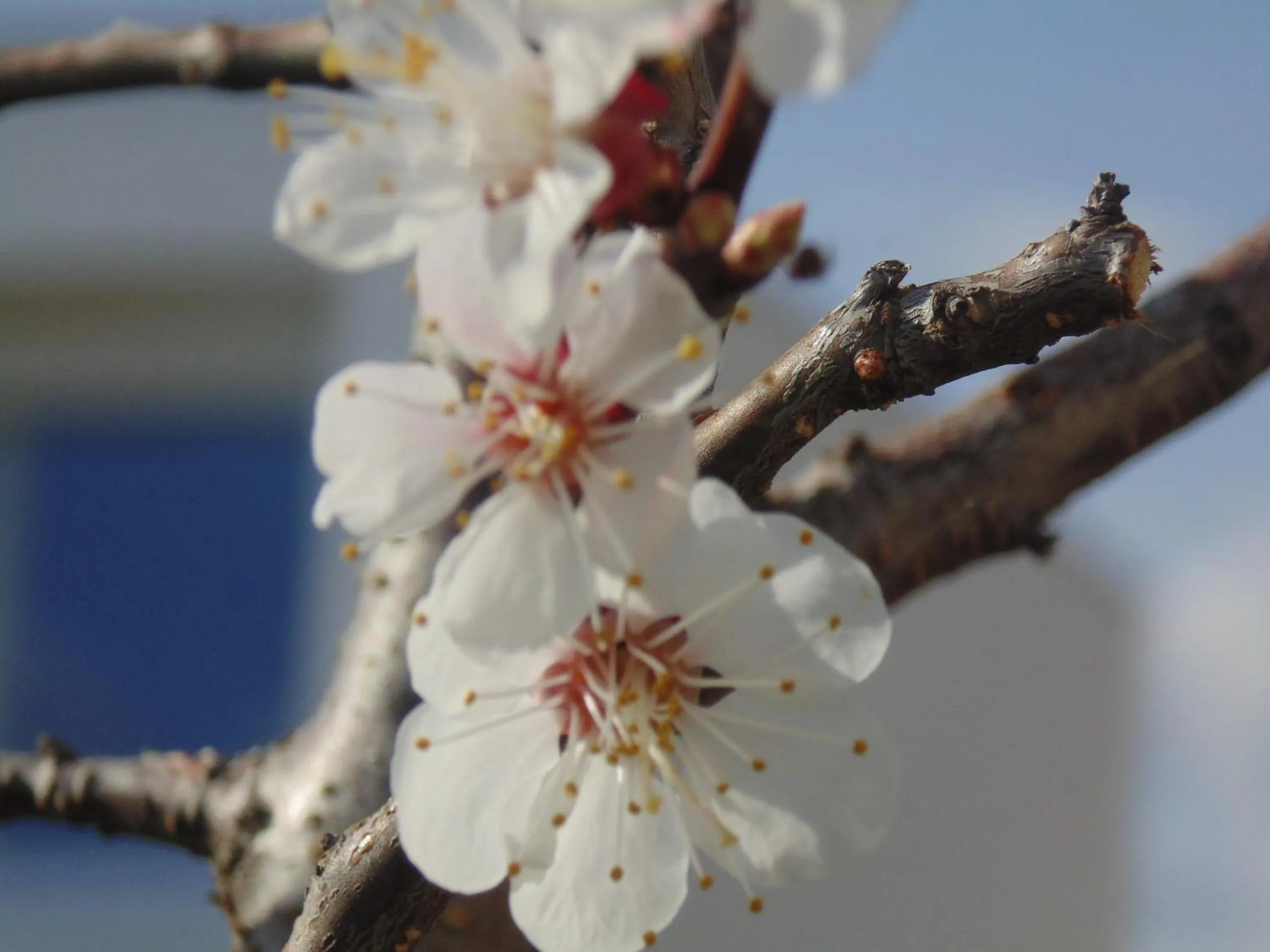 Garden in Schmankerl und Gast