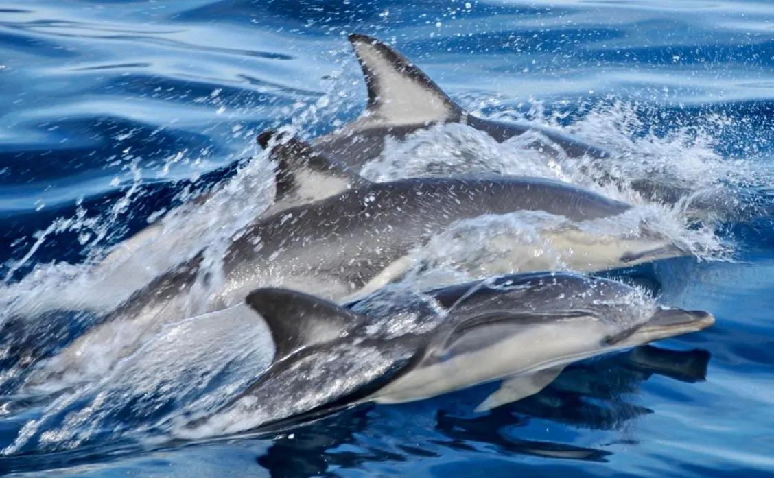 Beach in Hotel Kabila