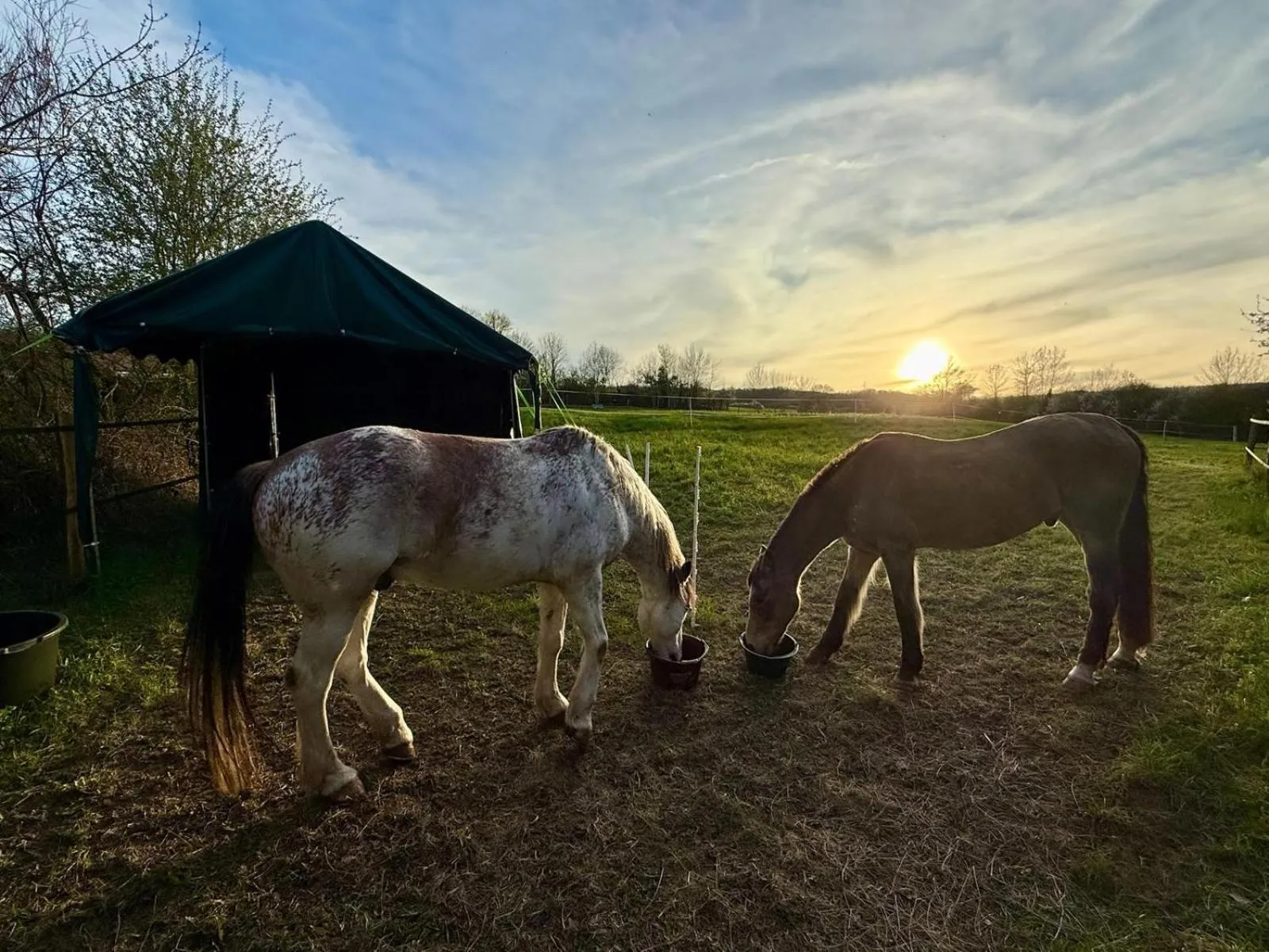Animals in Chambres d'hôtes les Etoiles