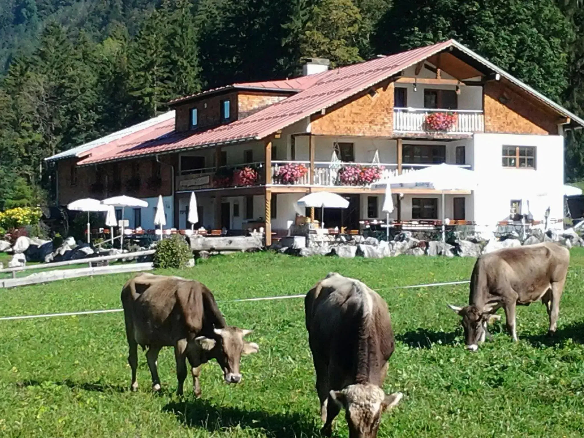 Berggasthof Riefenkopf Berggasthof Riefenkopf