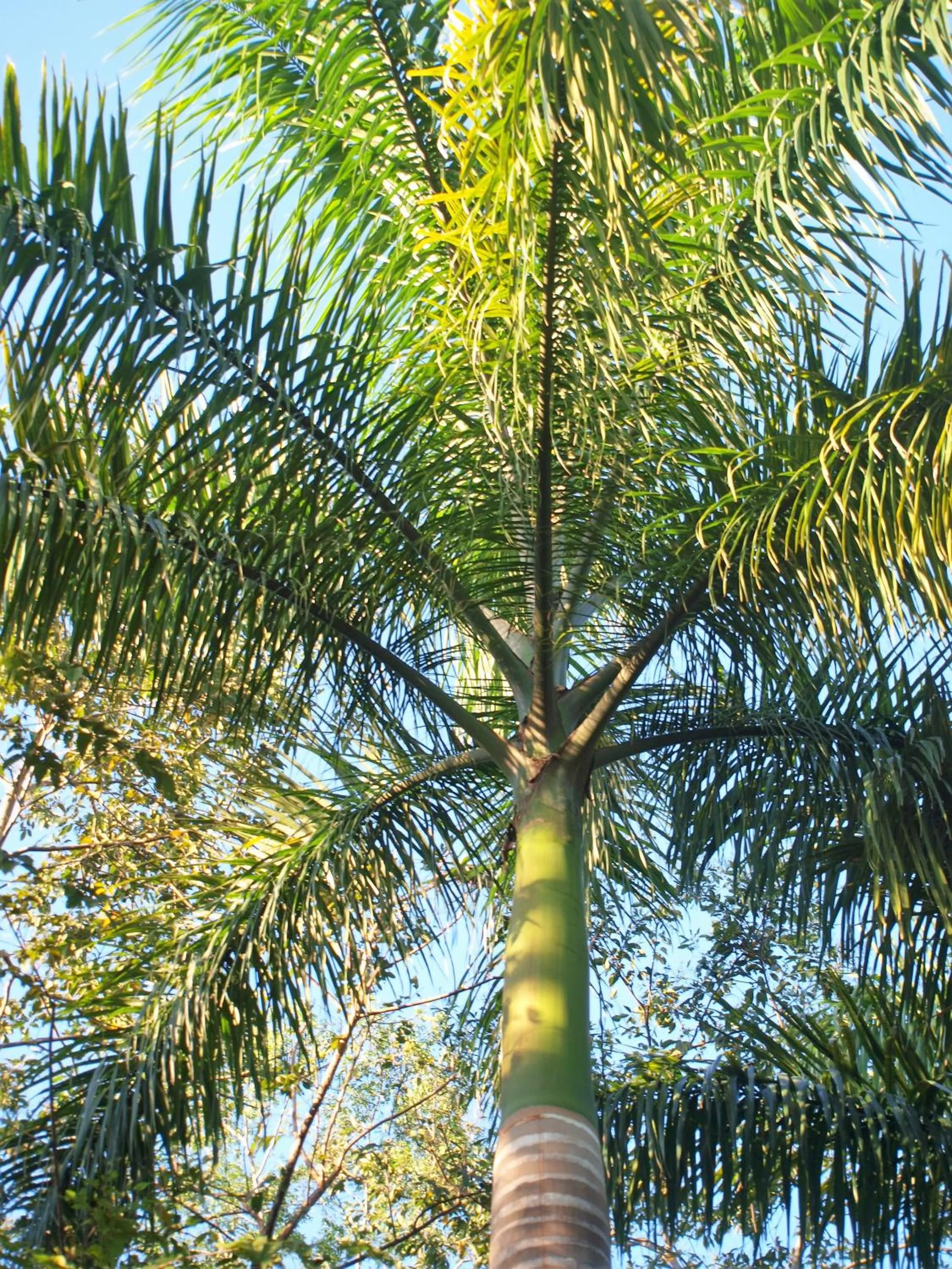 Garden in Lodge Margouillat