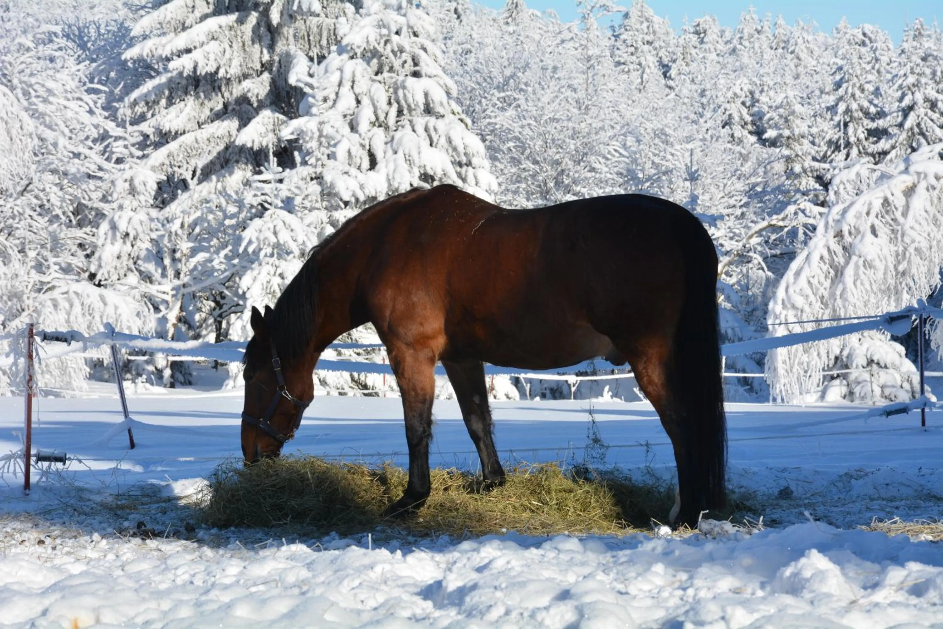 Winter in Waldgasthof Bad Einsiedel
