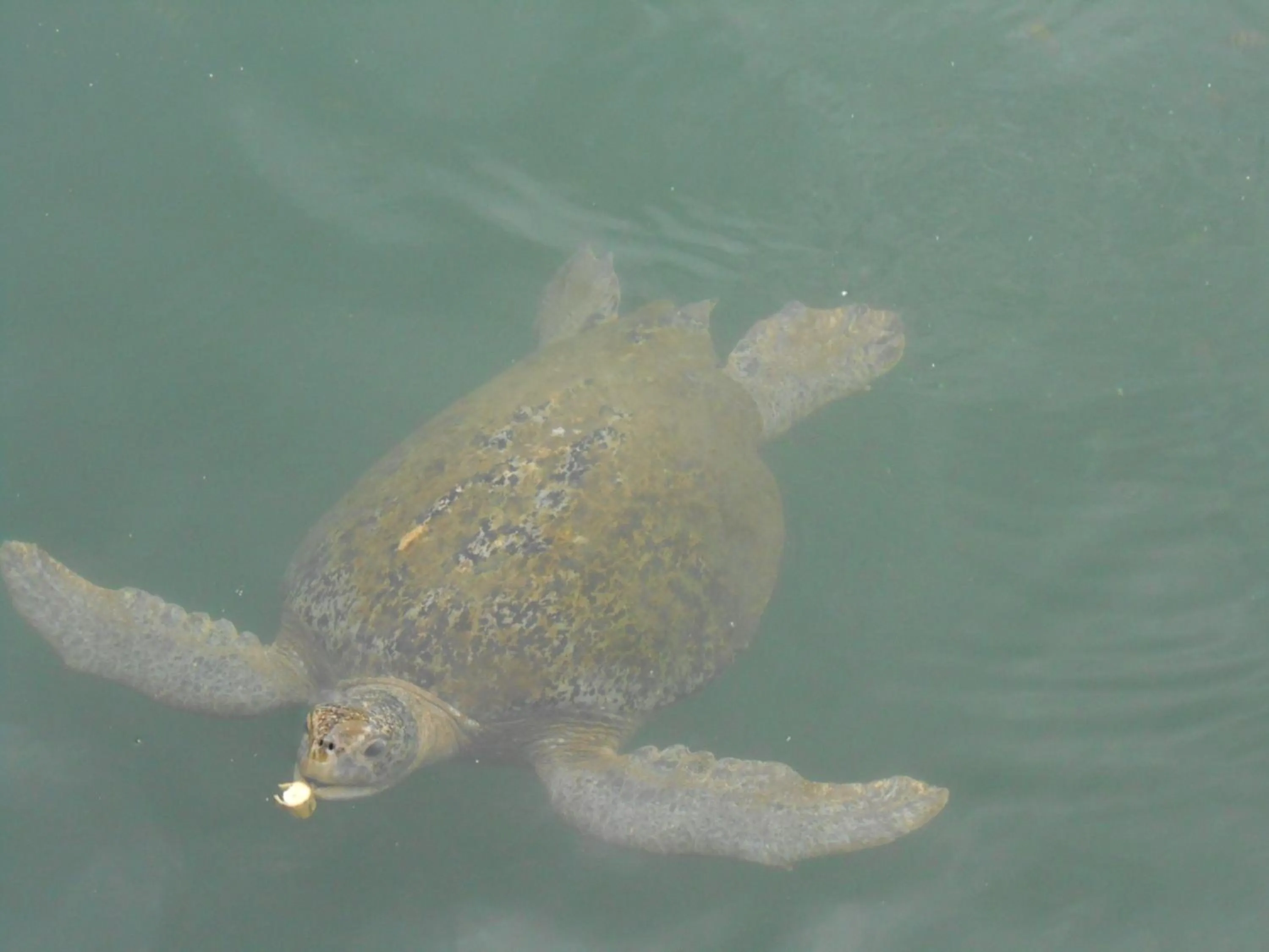 Garden in Banana Bay Marina