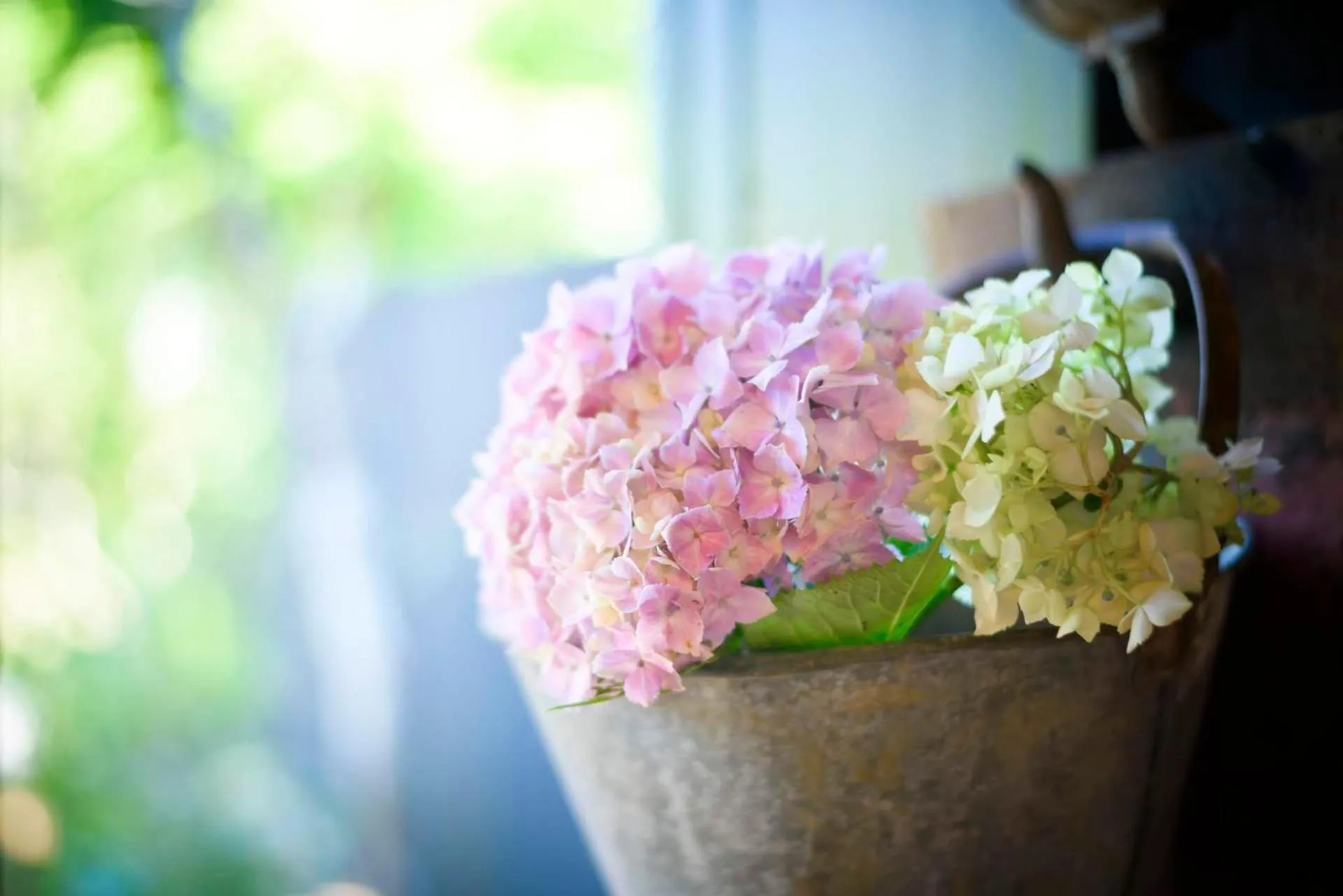 Spring in Sengokuhara Hisanoha