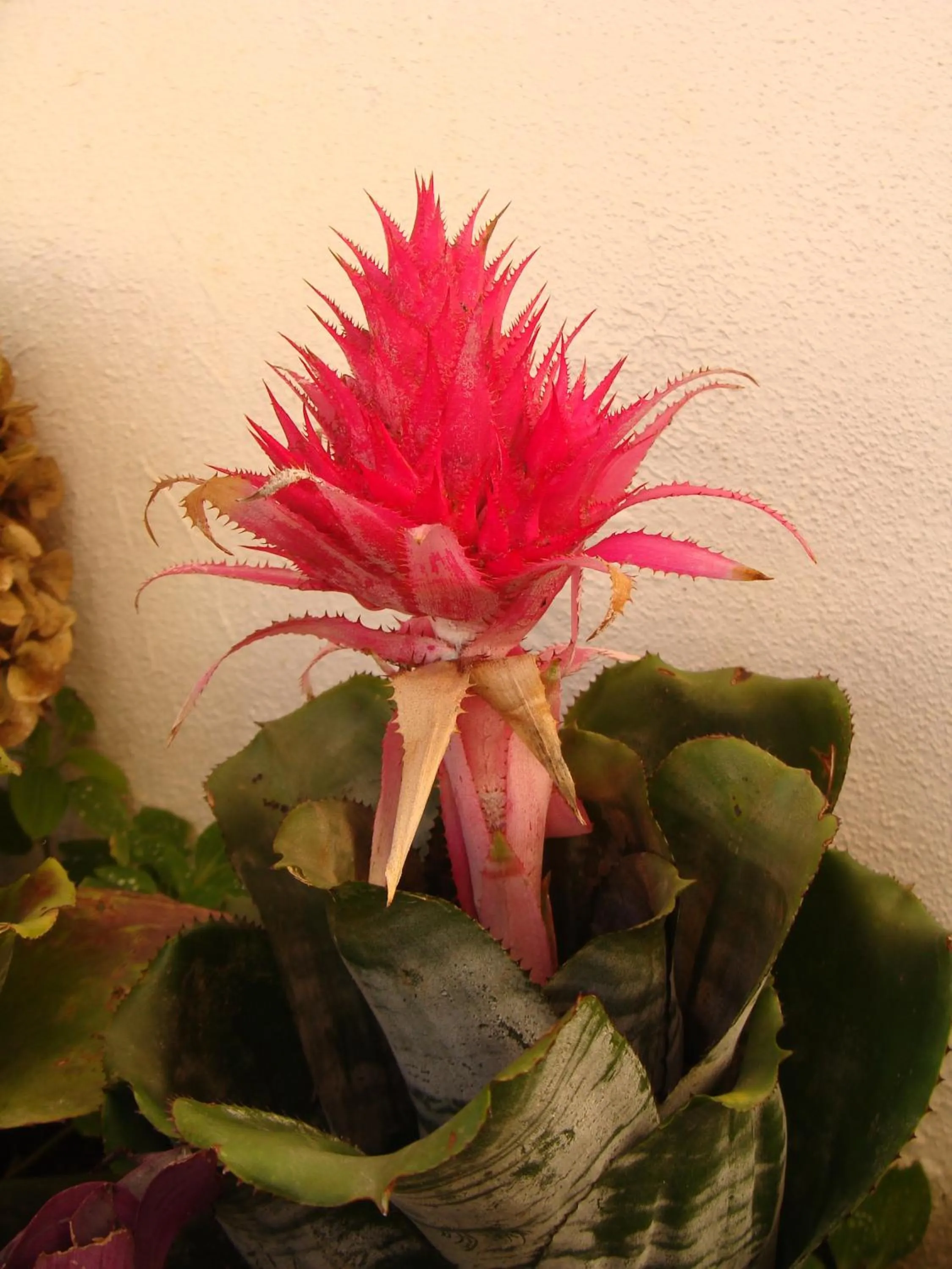 Garden in Apartamentos São João