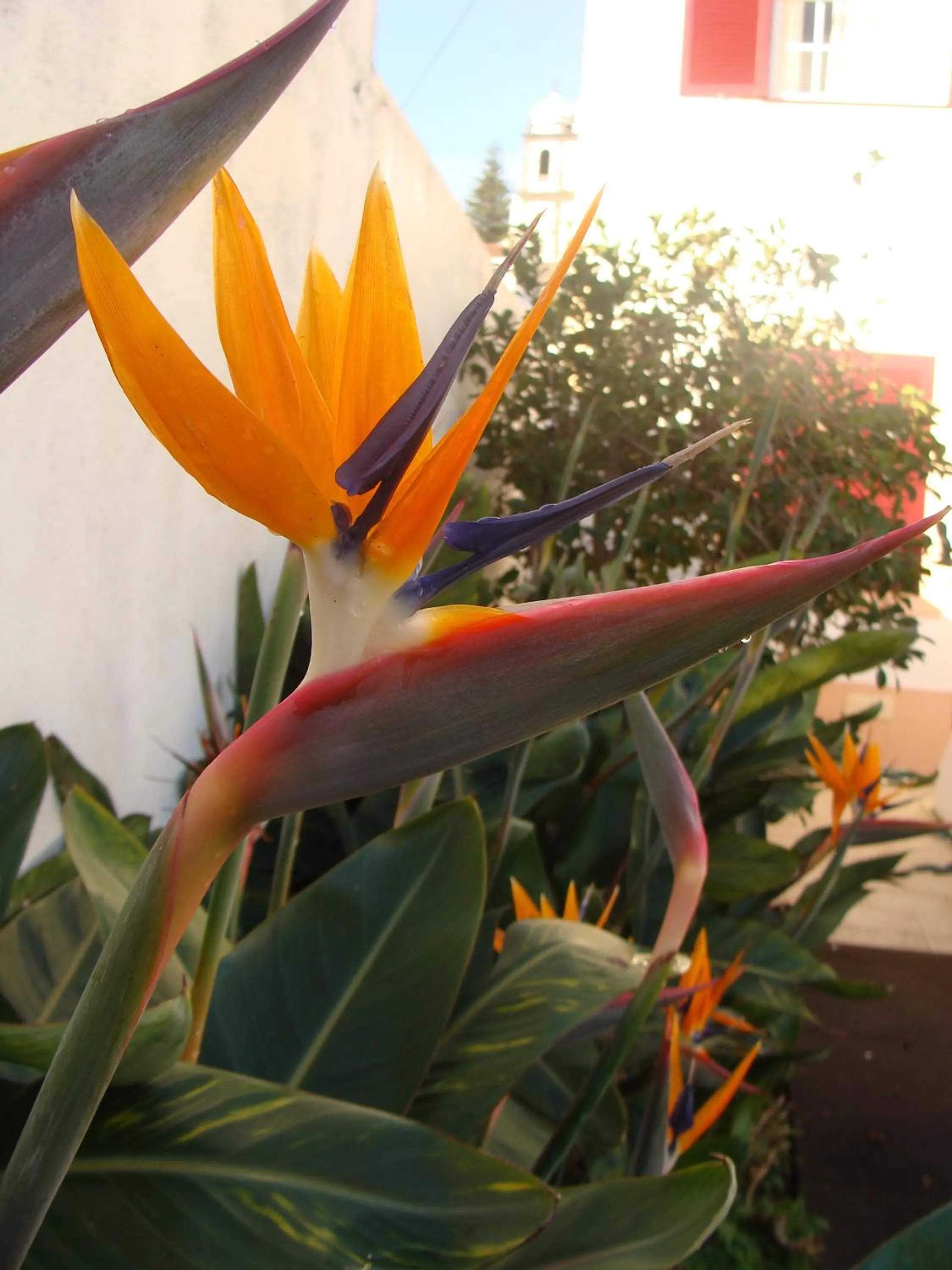 Garden in Apartamentos São João