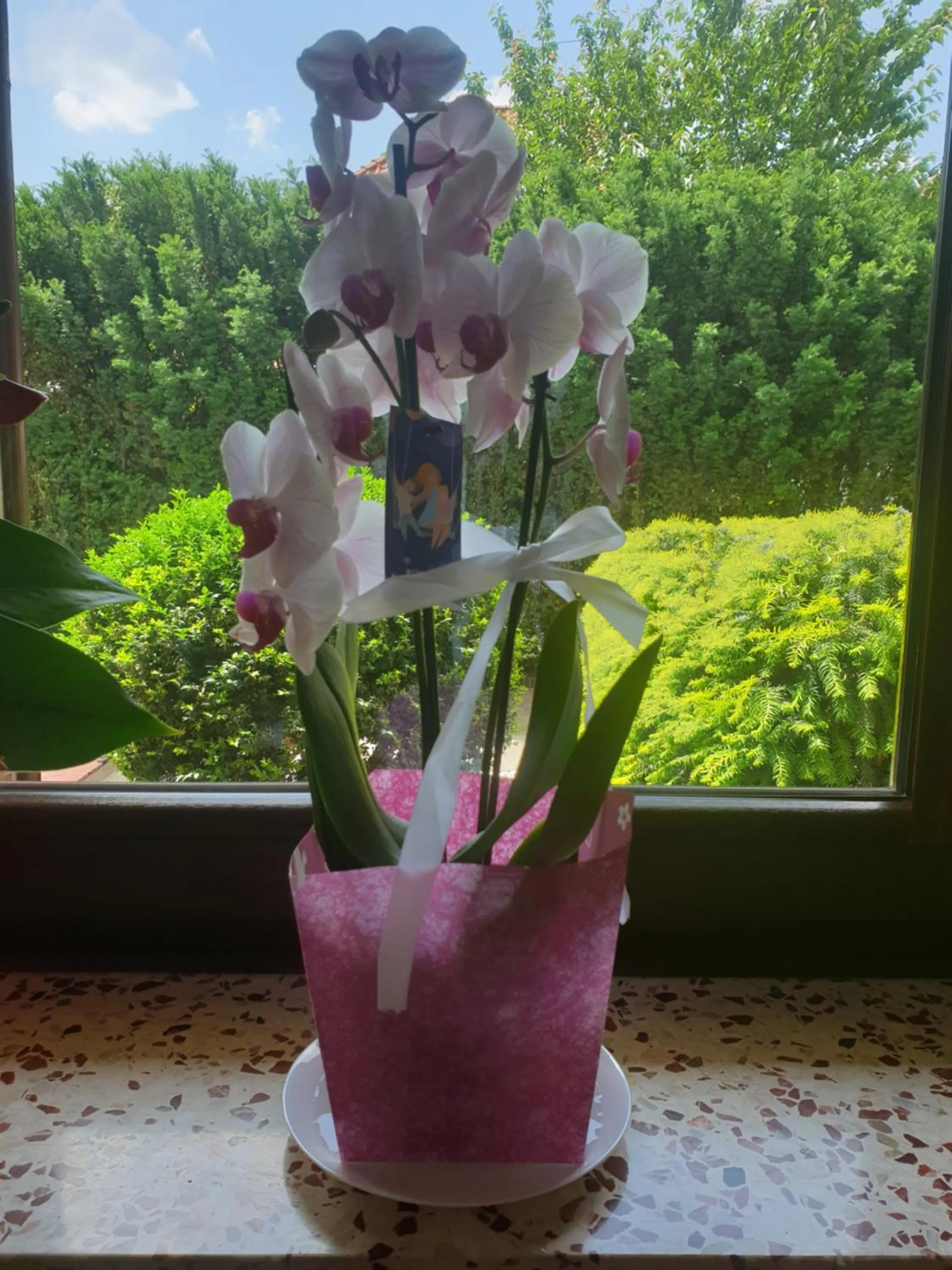 Spring in WILLA BAJLAND