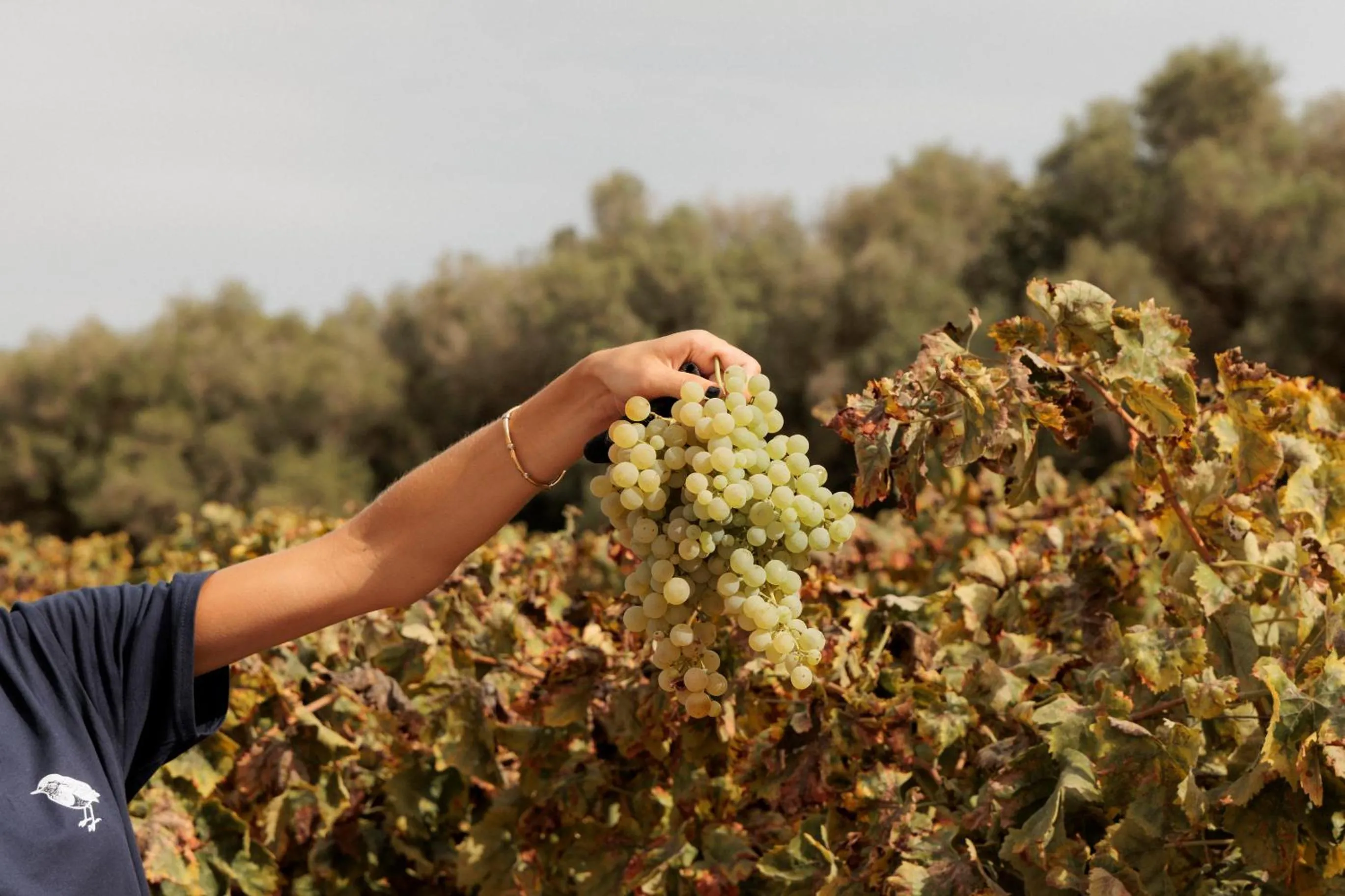 Natural landscape in Finca Serena Mallorca, Small Luxury Hotels