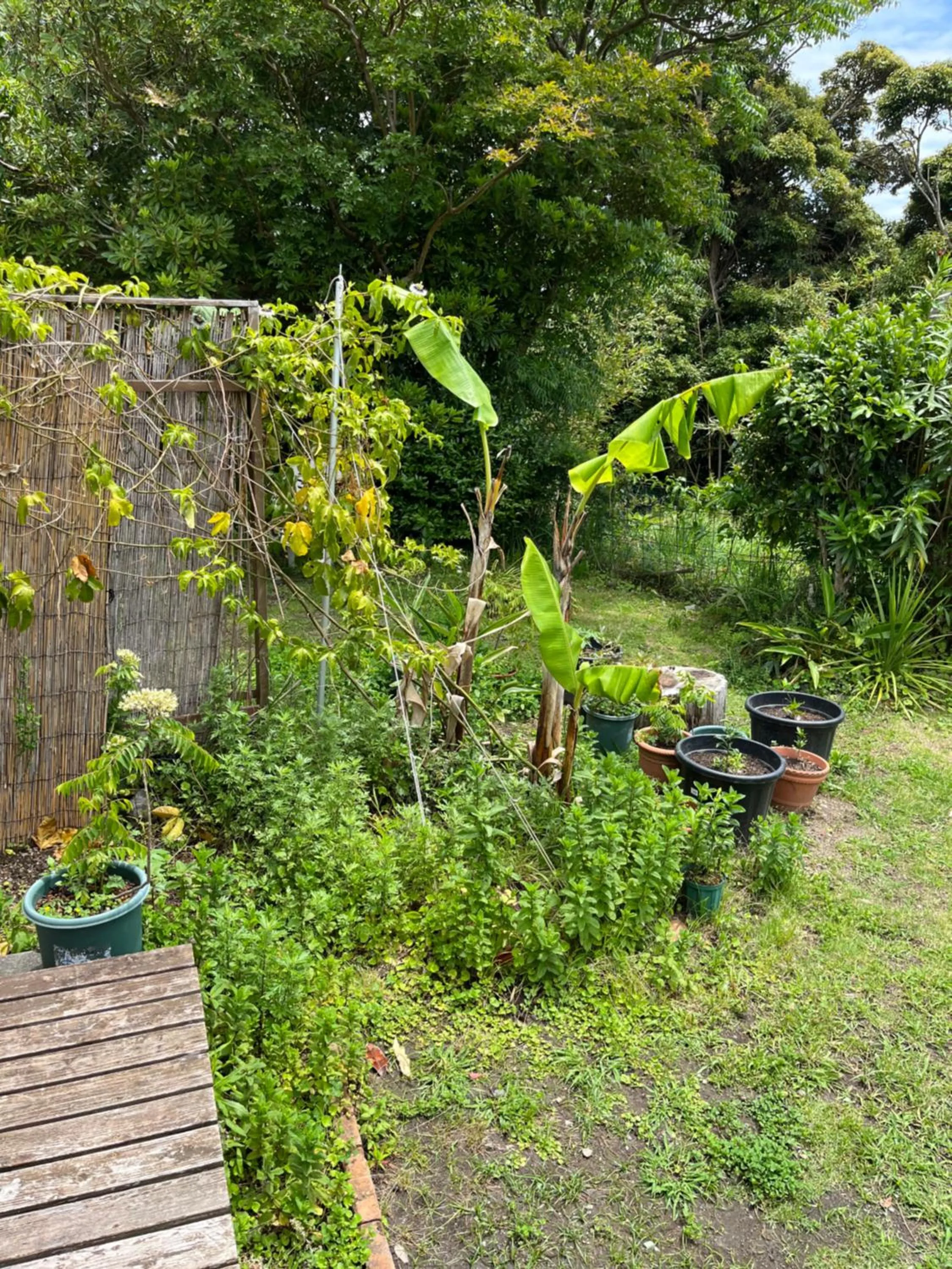 Guesthouse Papaya