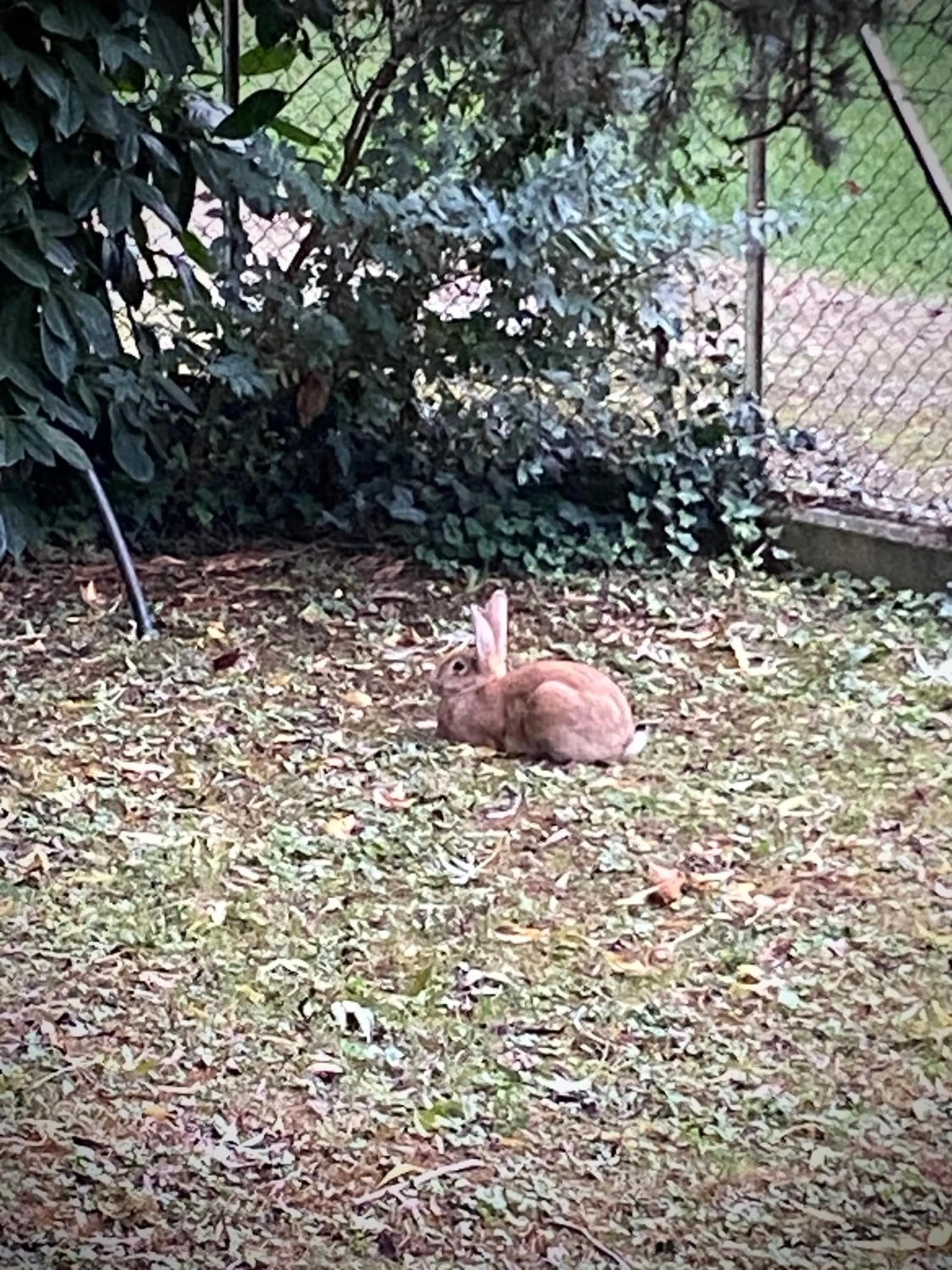Garden in B&B Mo Va Là