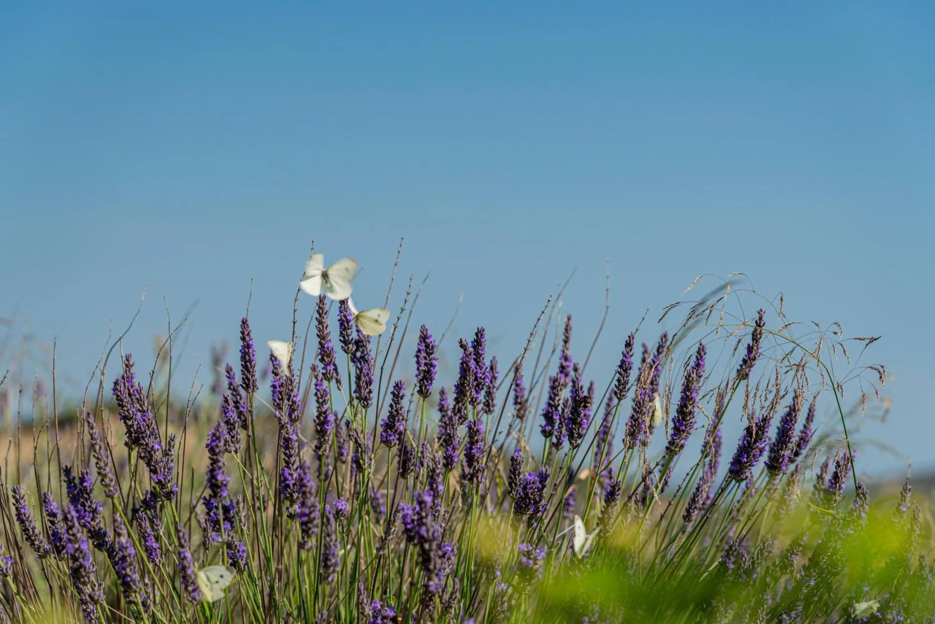 Garden view in Borgo Alba Barona Turismo Rurale