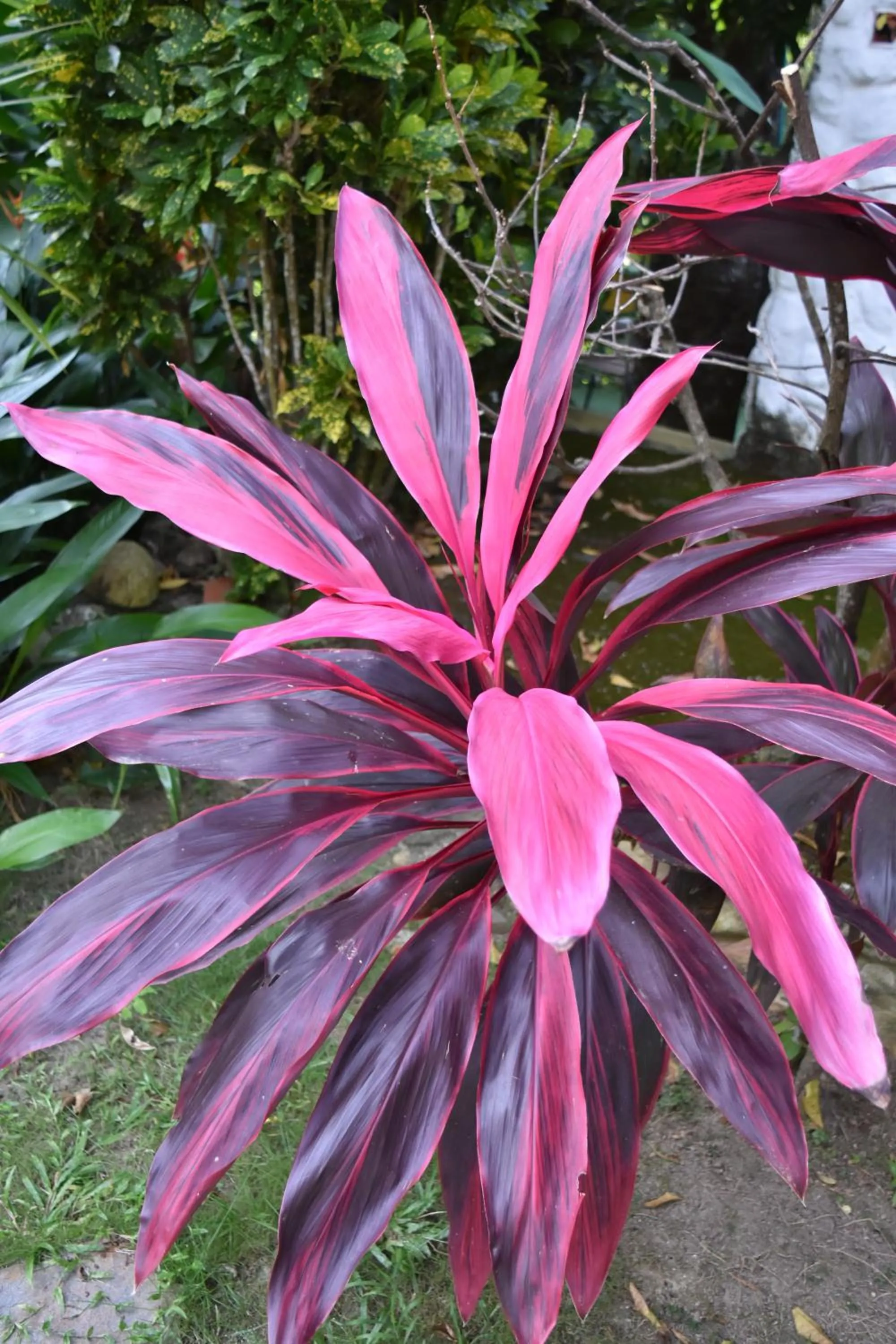 Garden in Eco Hostal Kuima