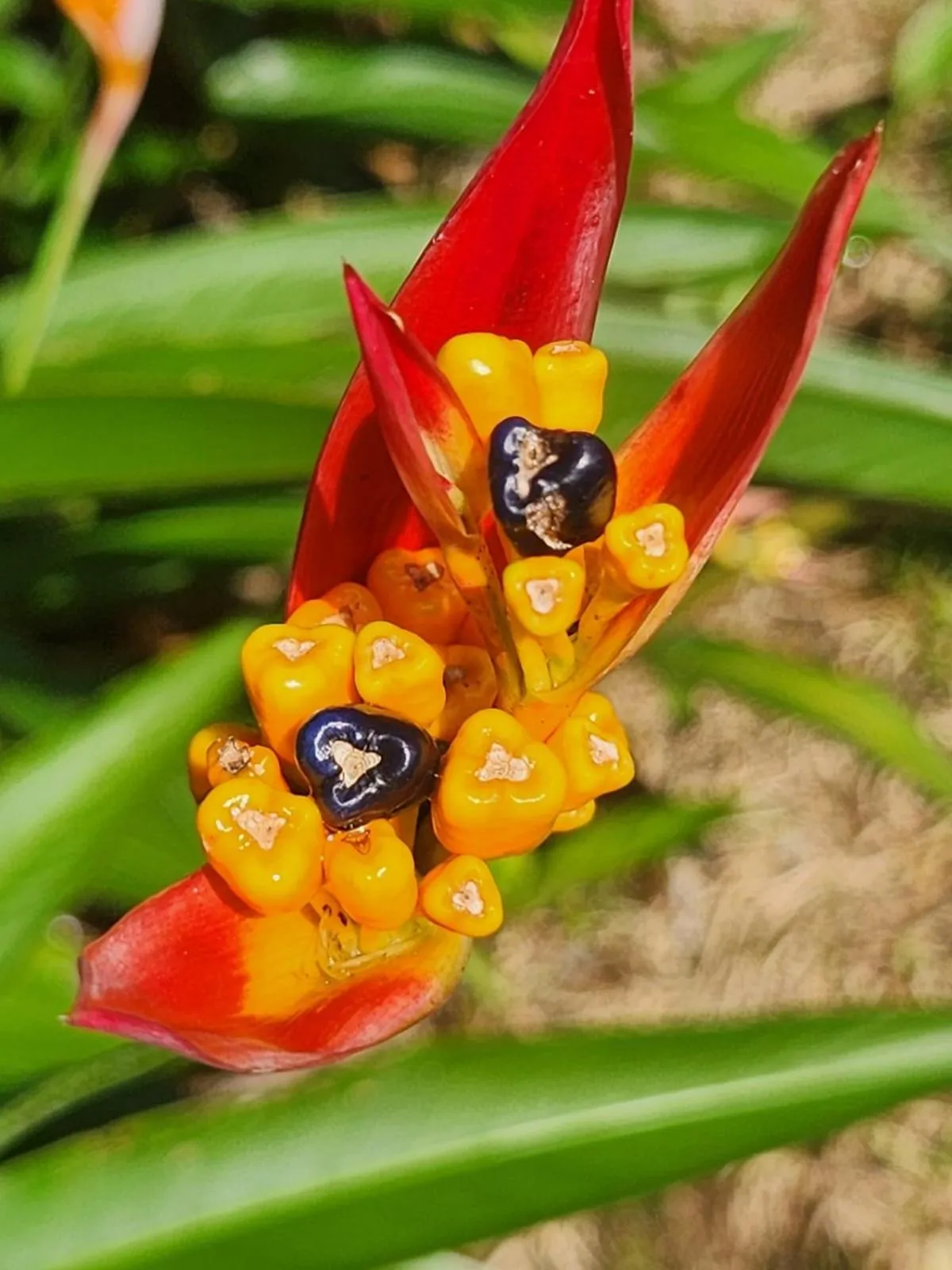 Hotel Campestre Arenal