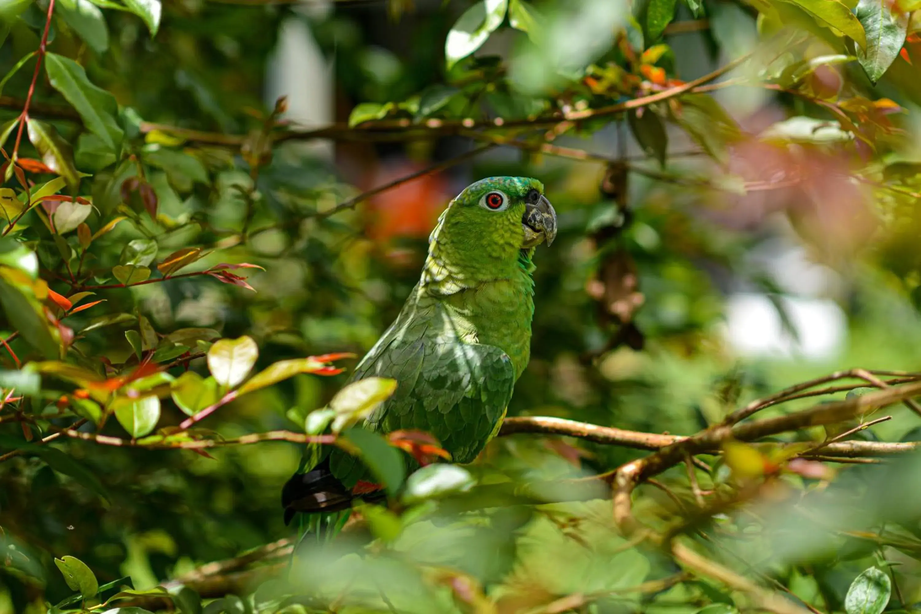 Property building in Hotel Campestre Arenal Property building in Hotel Campestre Arenal