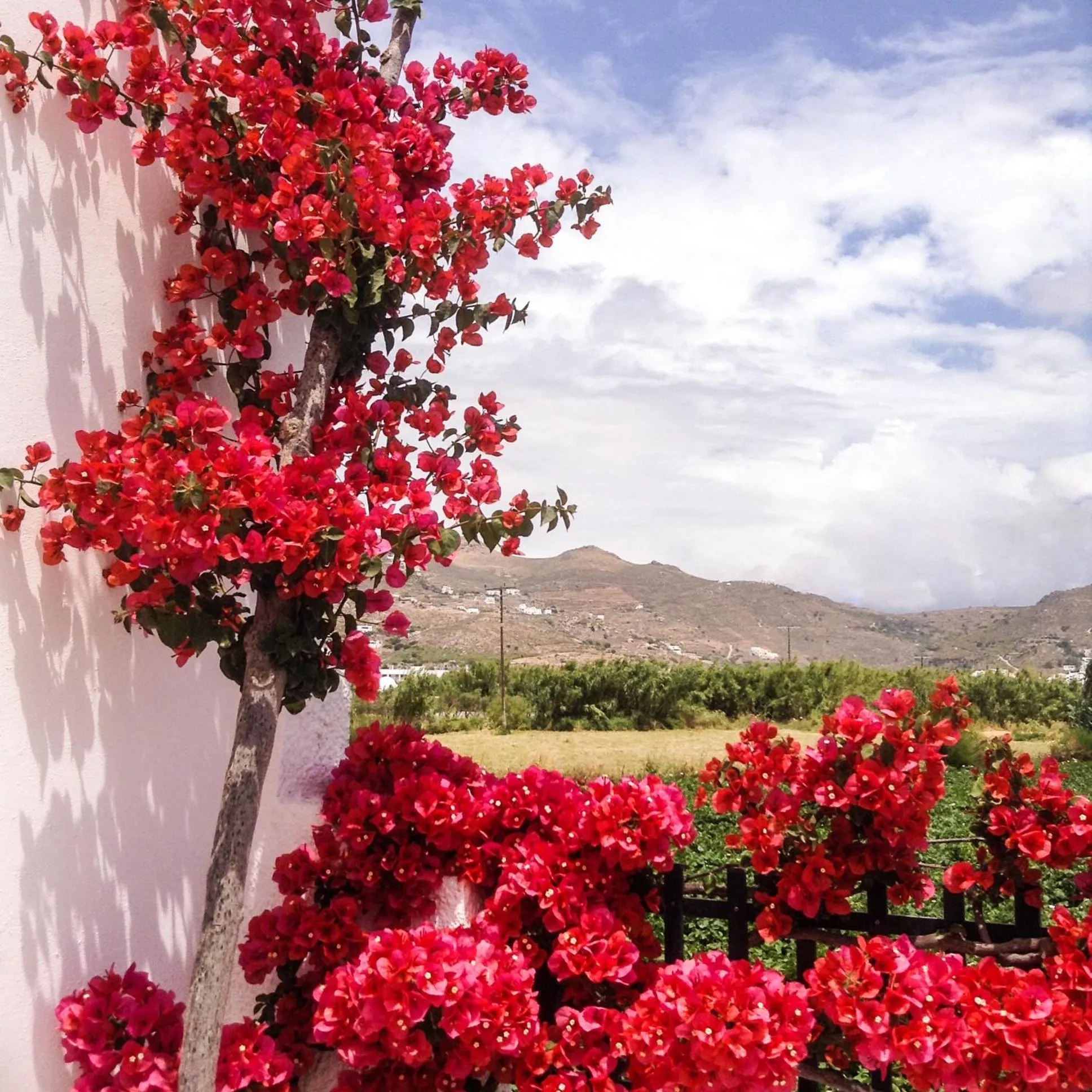 Garden in Dedalos Studios Naxos
