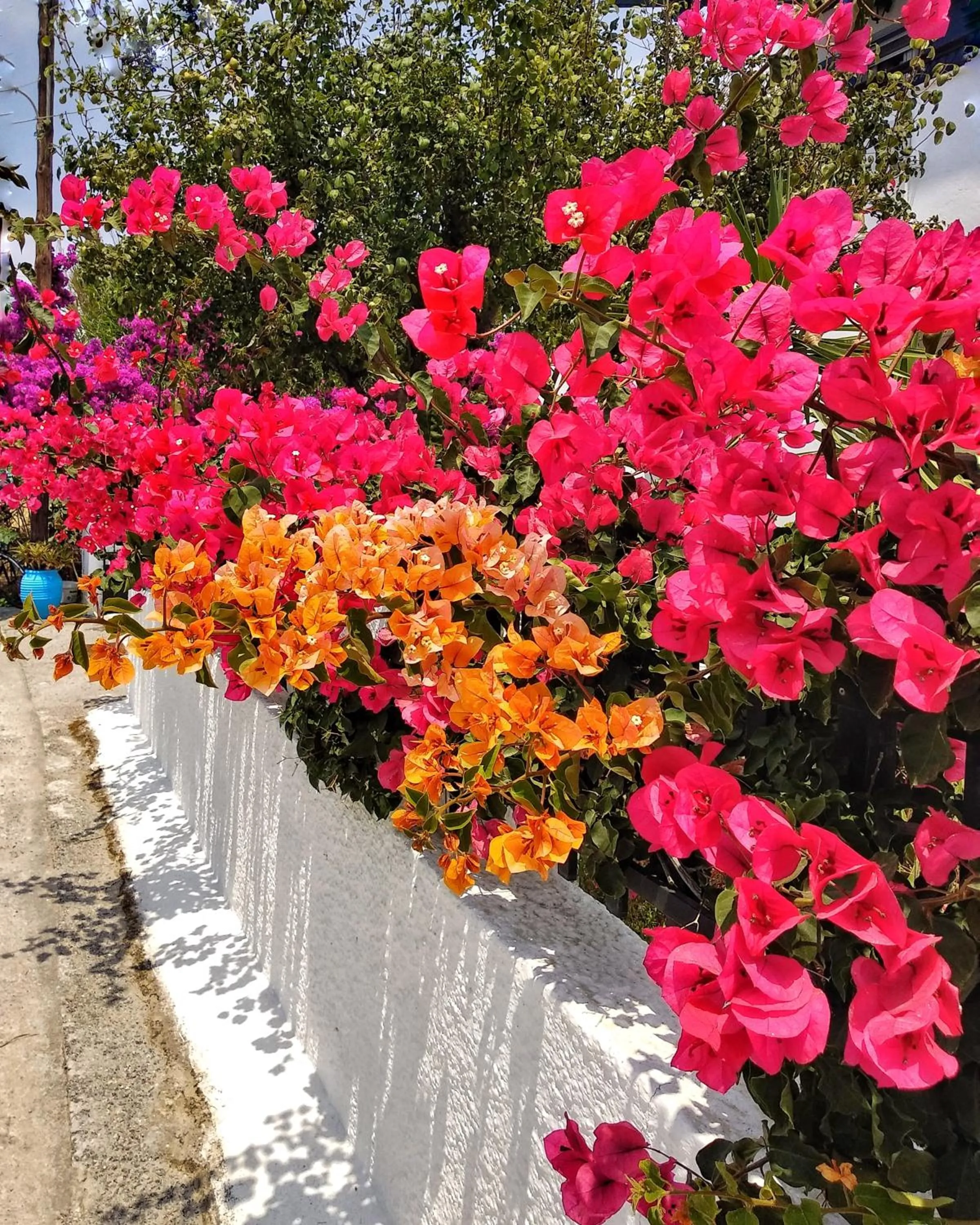 Garden in Dedalos Studios Naxos