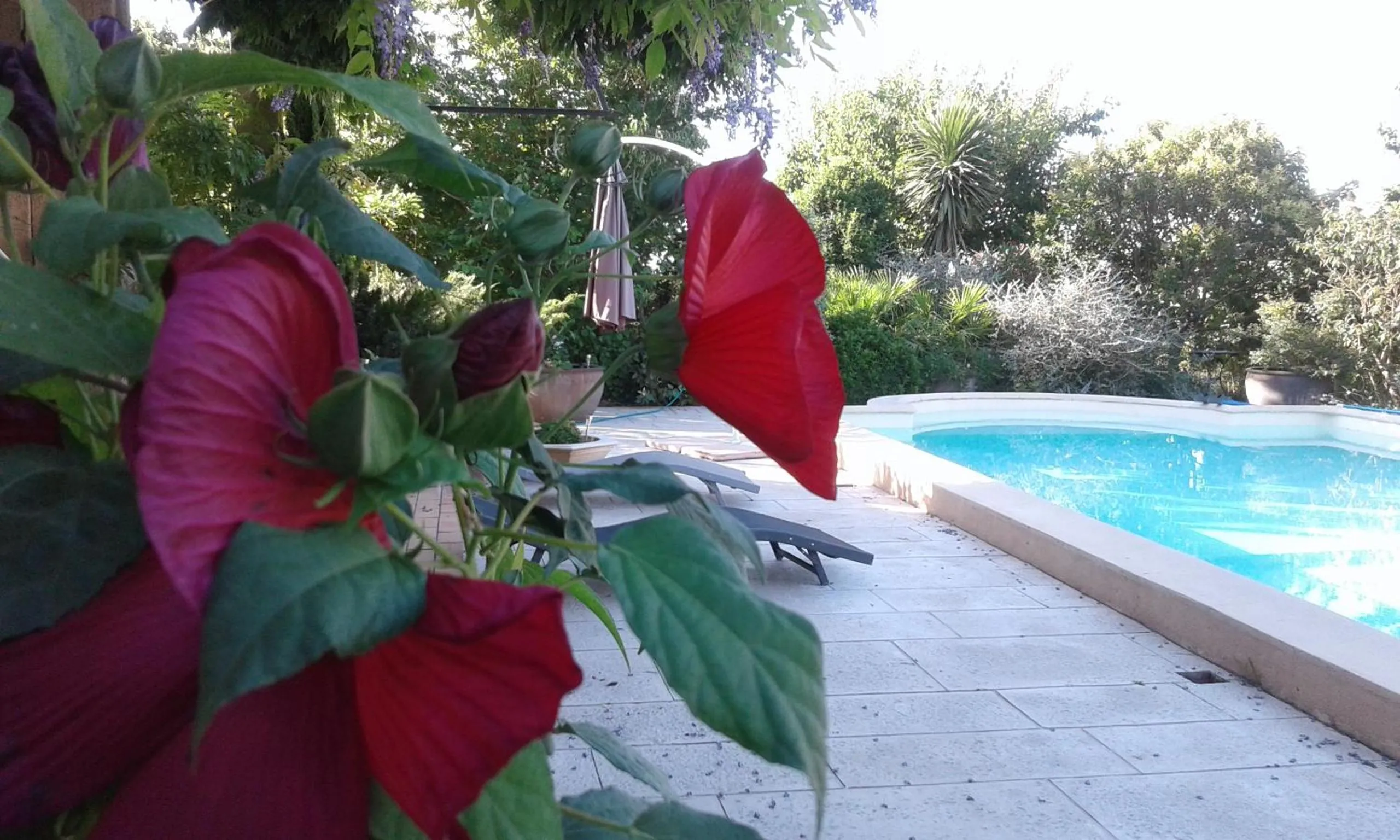 Pool view in Michèle et Didier Lin