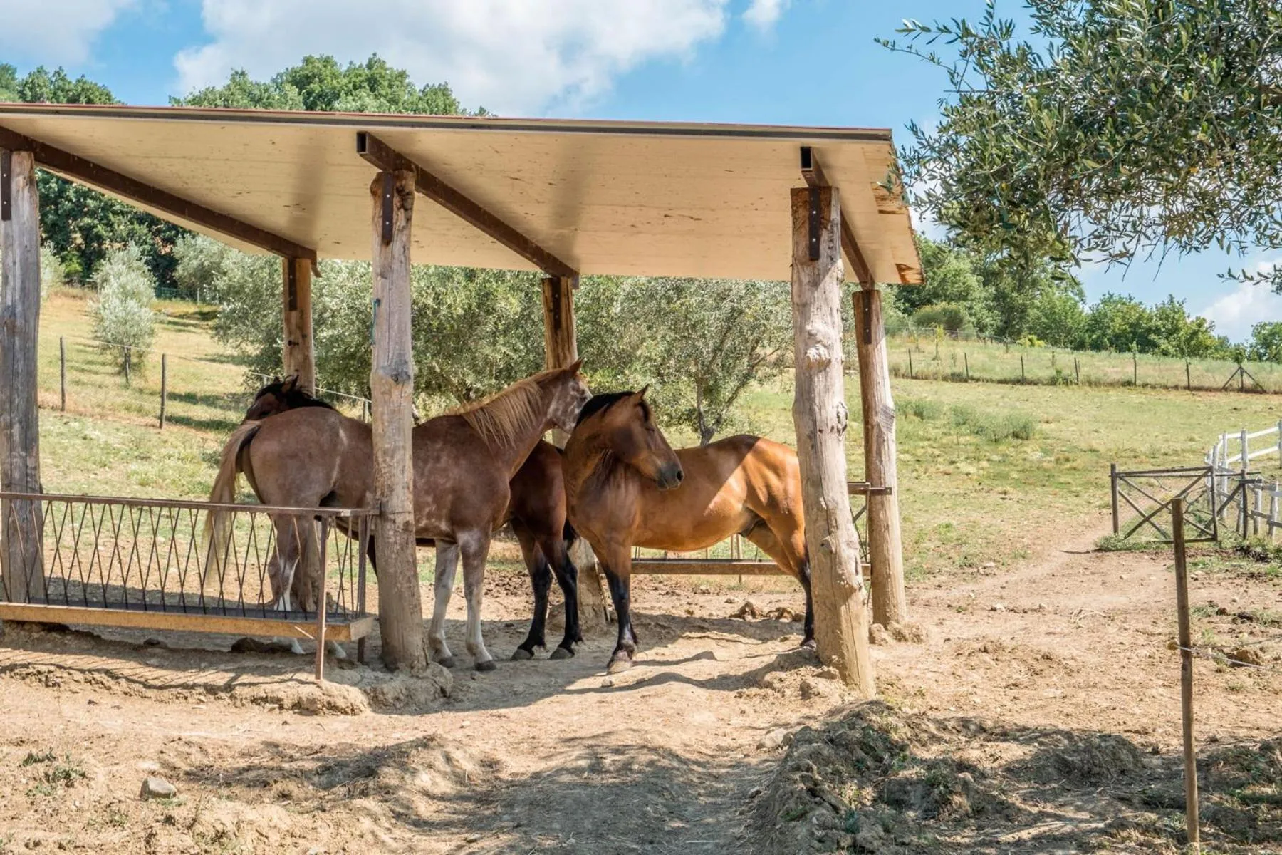 Animals in Agriturismo Goccia di Luna